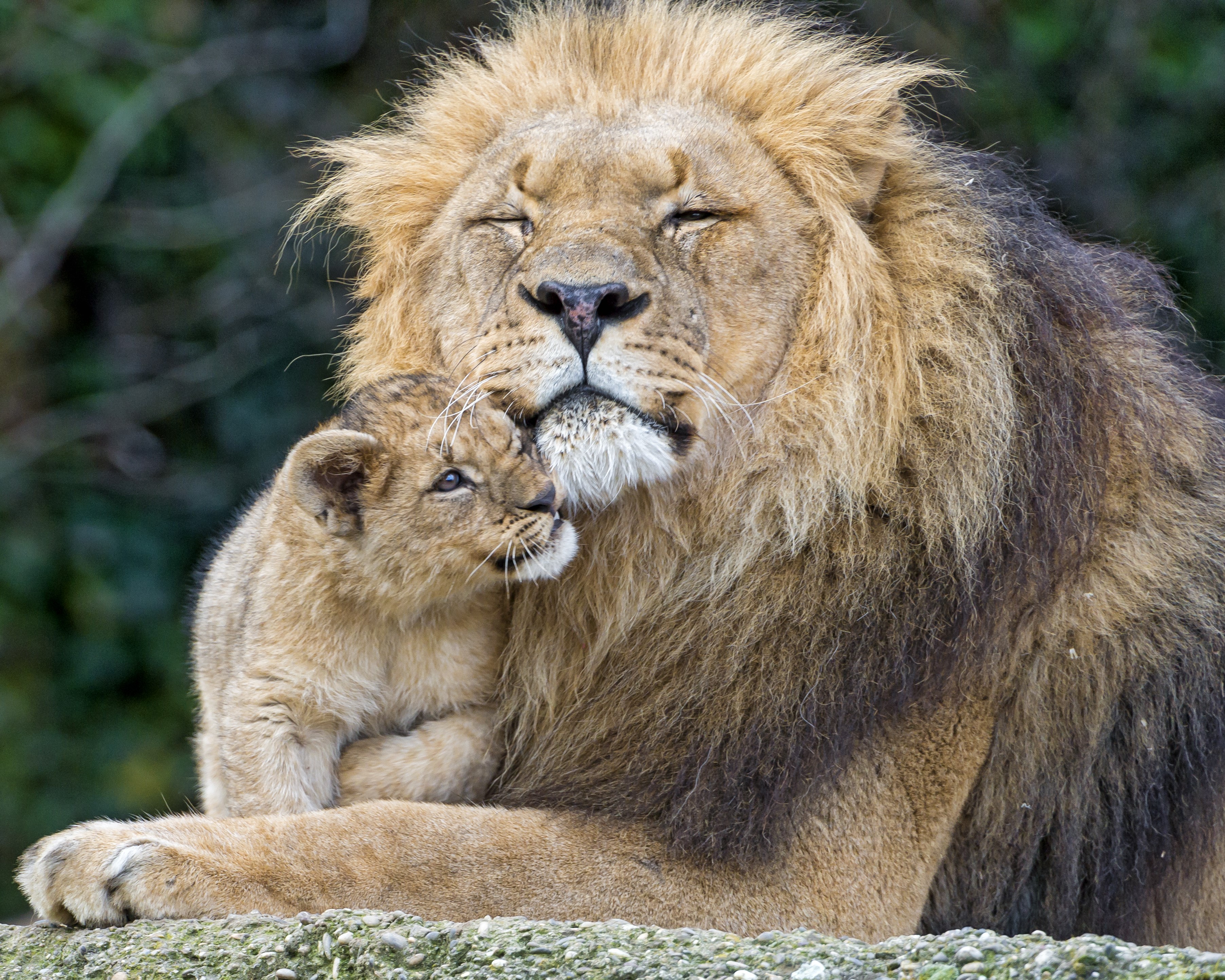 Lion cub cuddling with adult lion HD Wallpaper