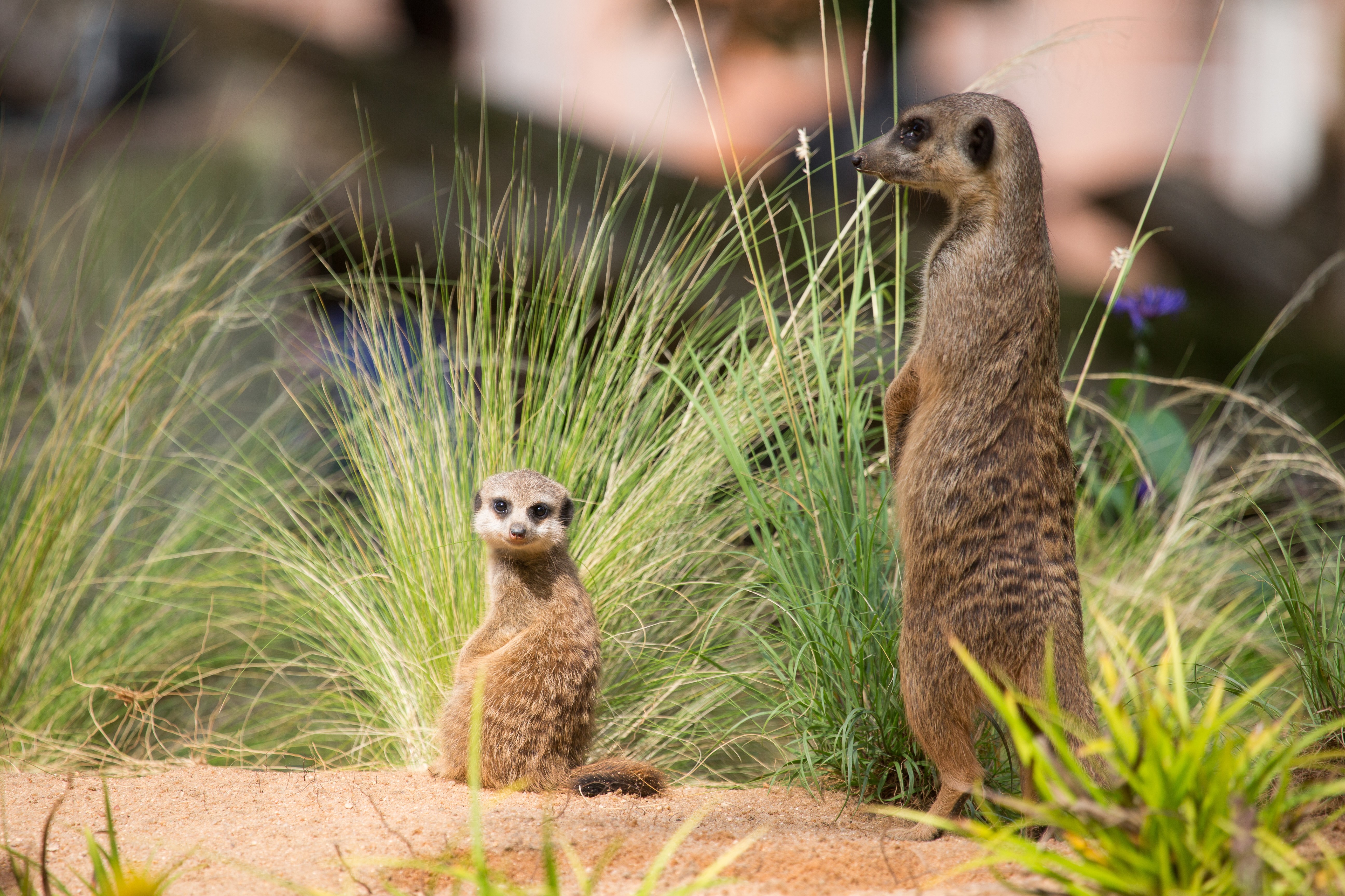 Two Meerkats in Tall Grass HD Wallpaper