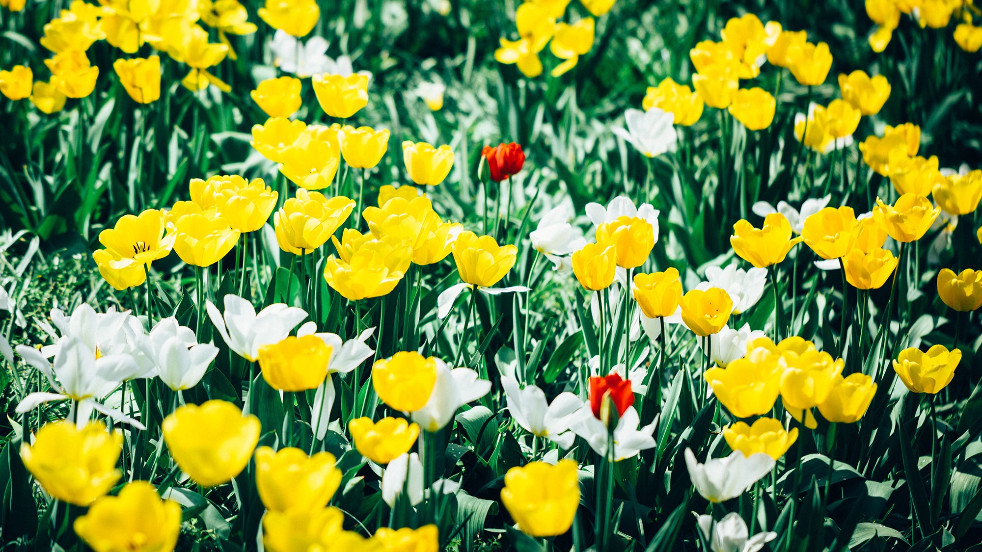 Field of Yellow and White Tulips with One Red Tulip HD Wallpaper