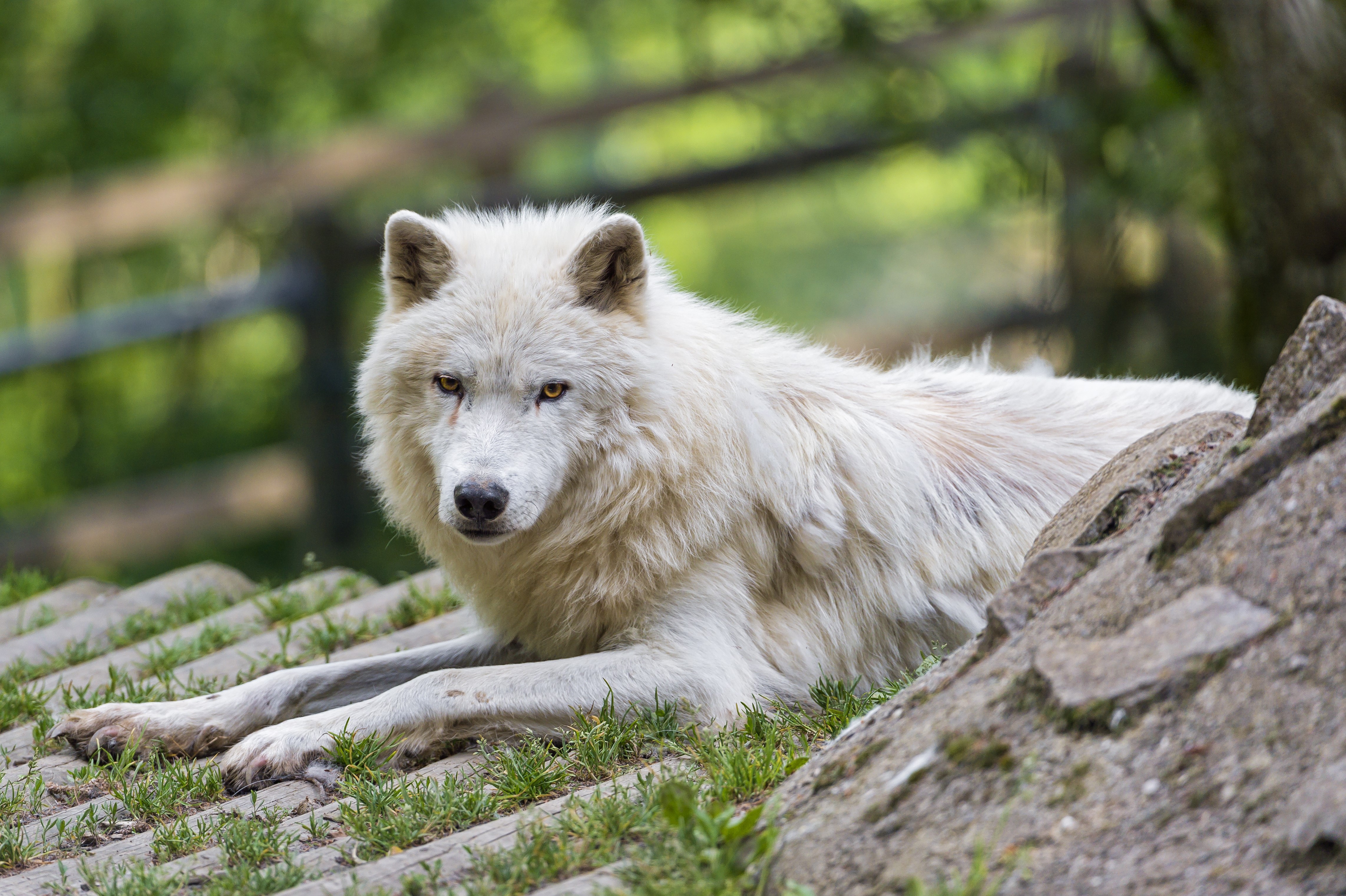 White wolf lying on a stone surface HD Wallpaper