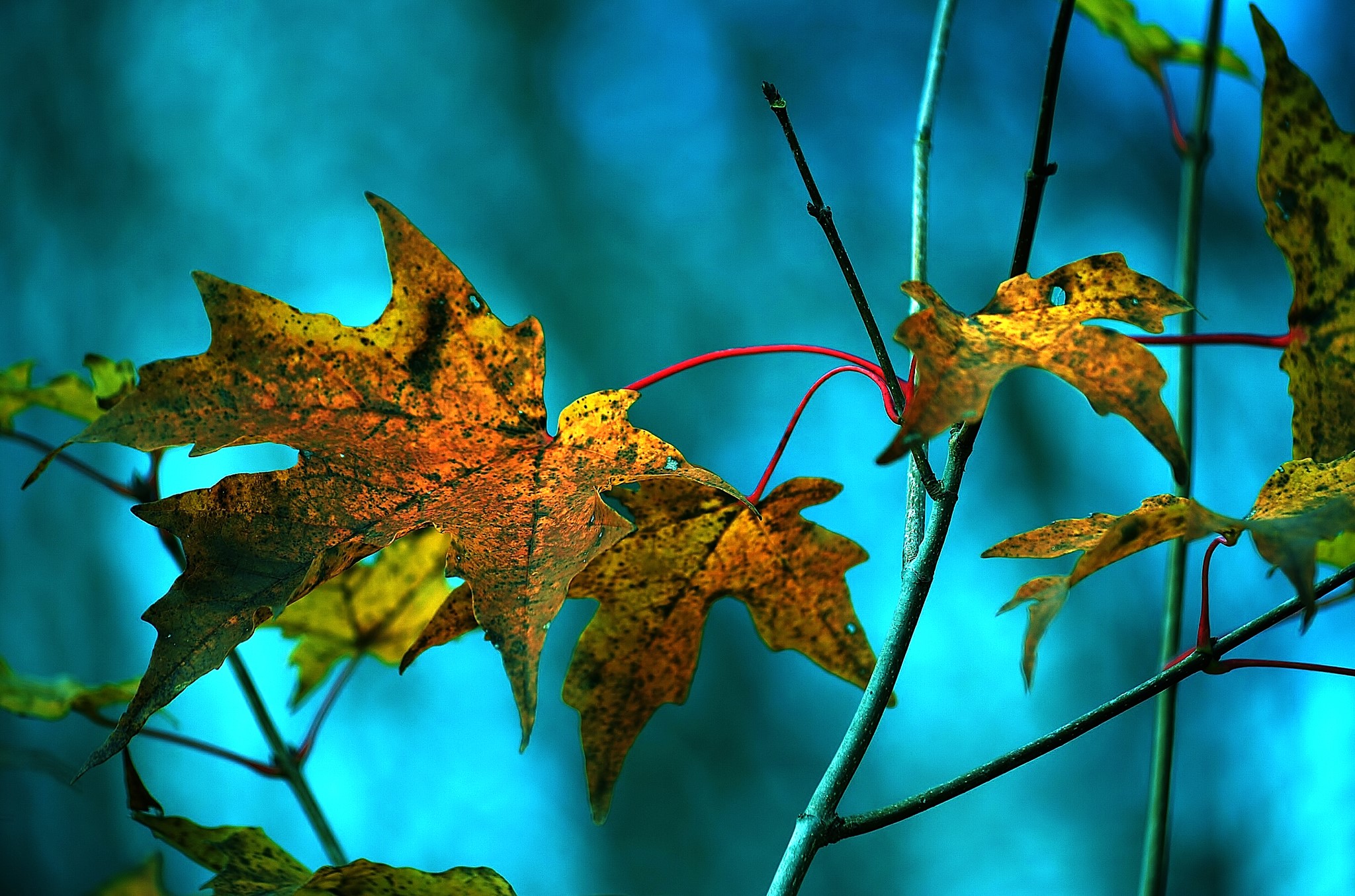 Autumn Maple Leaves on Branches HD Wallpaper