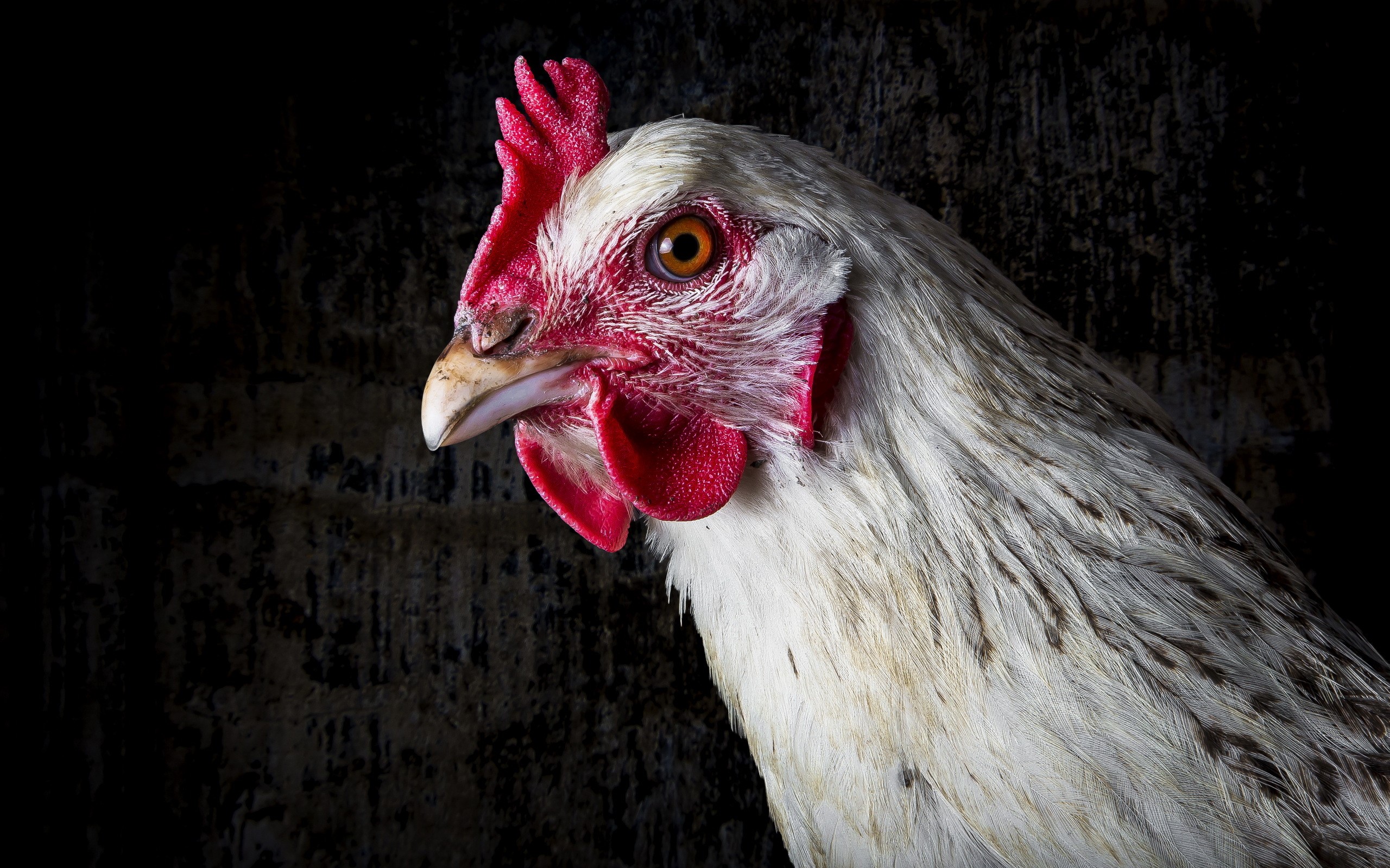 Close-up of a white chicken's head HD Wallpaper