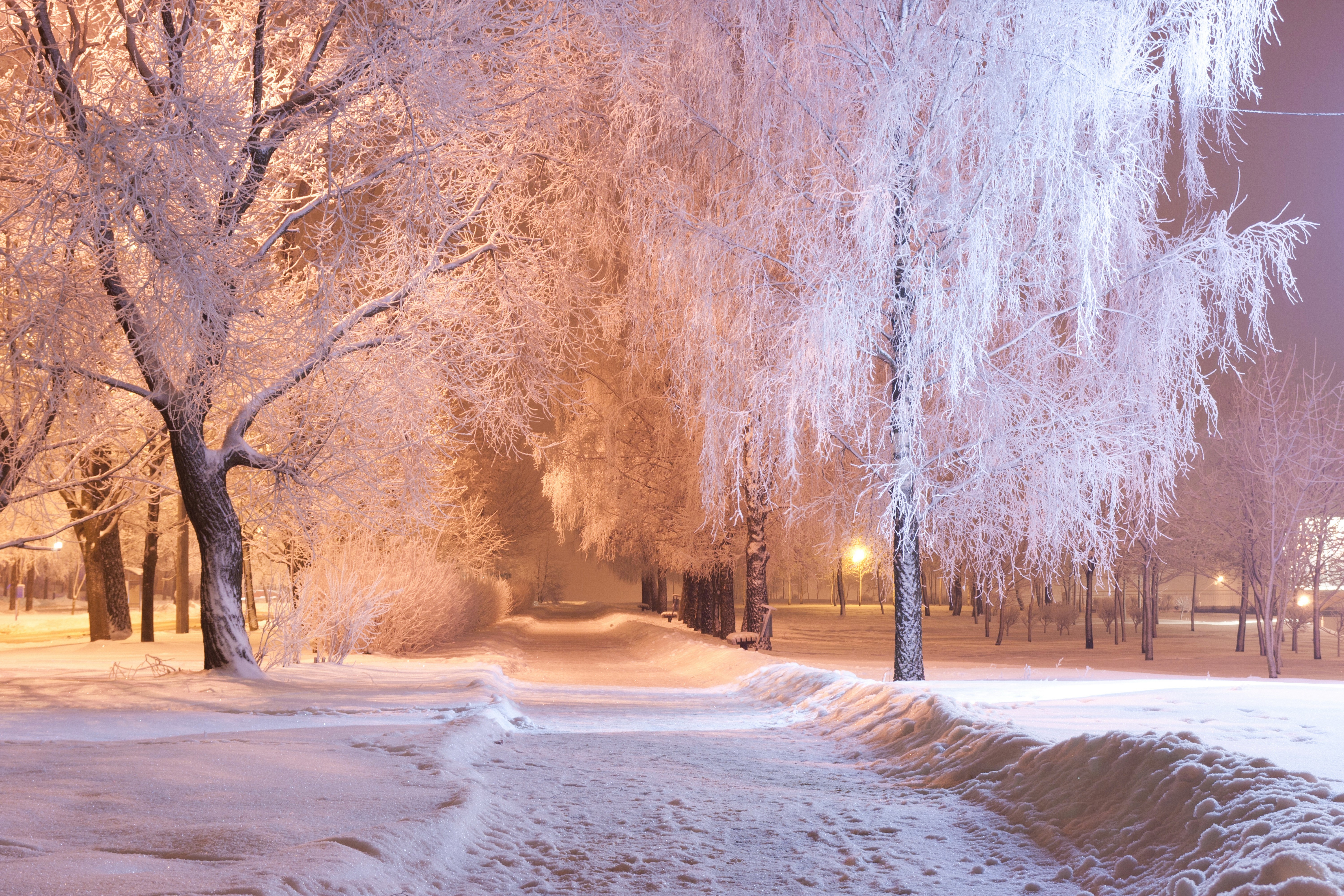 Winter park with snow-covered trees and path HD Wallpaper