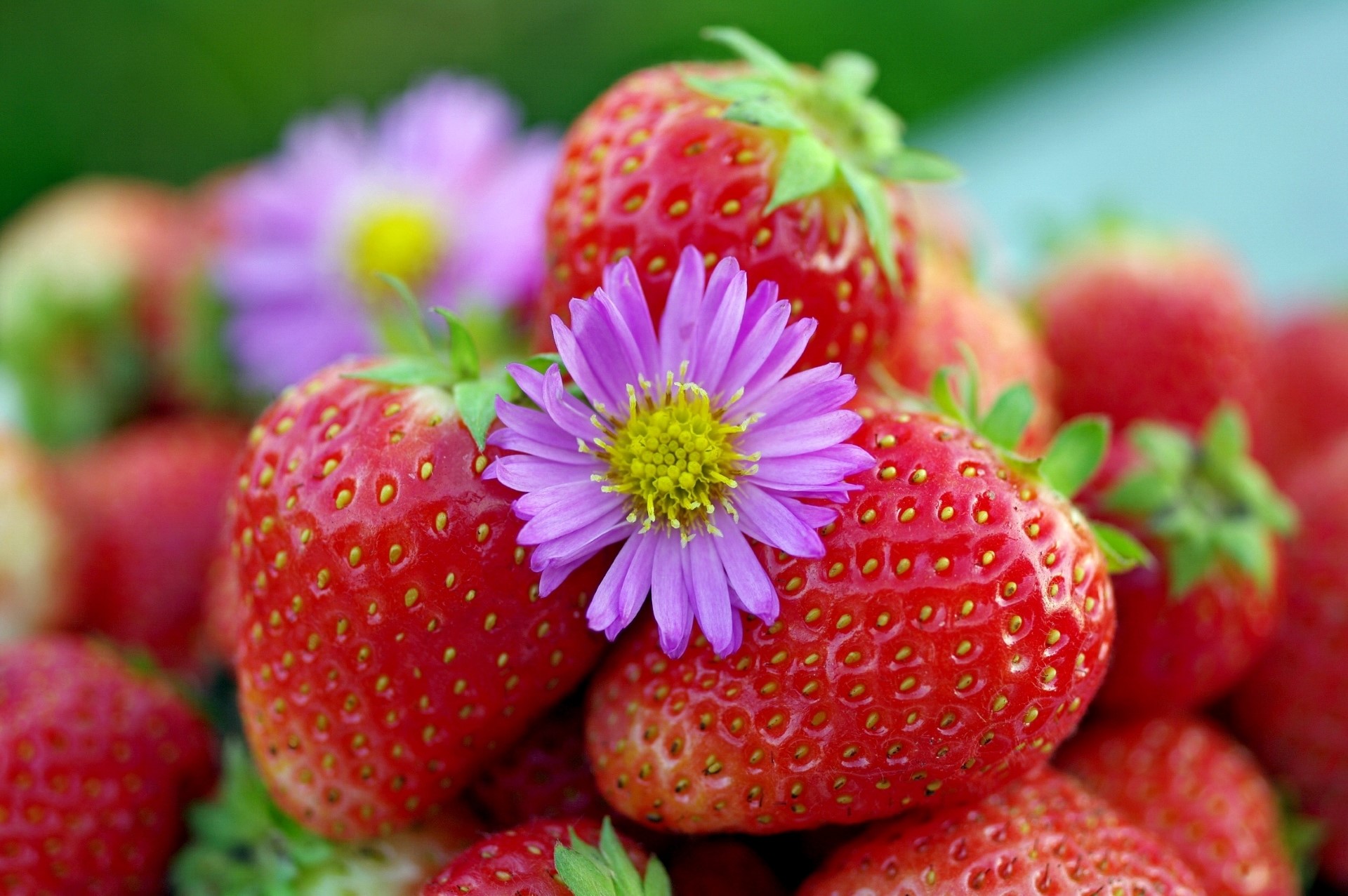 Strawberries with a purple flower HD Wallpaper