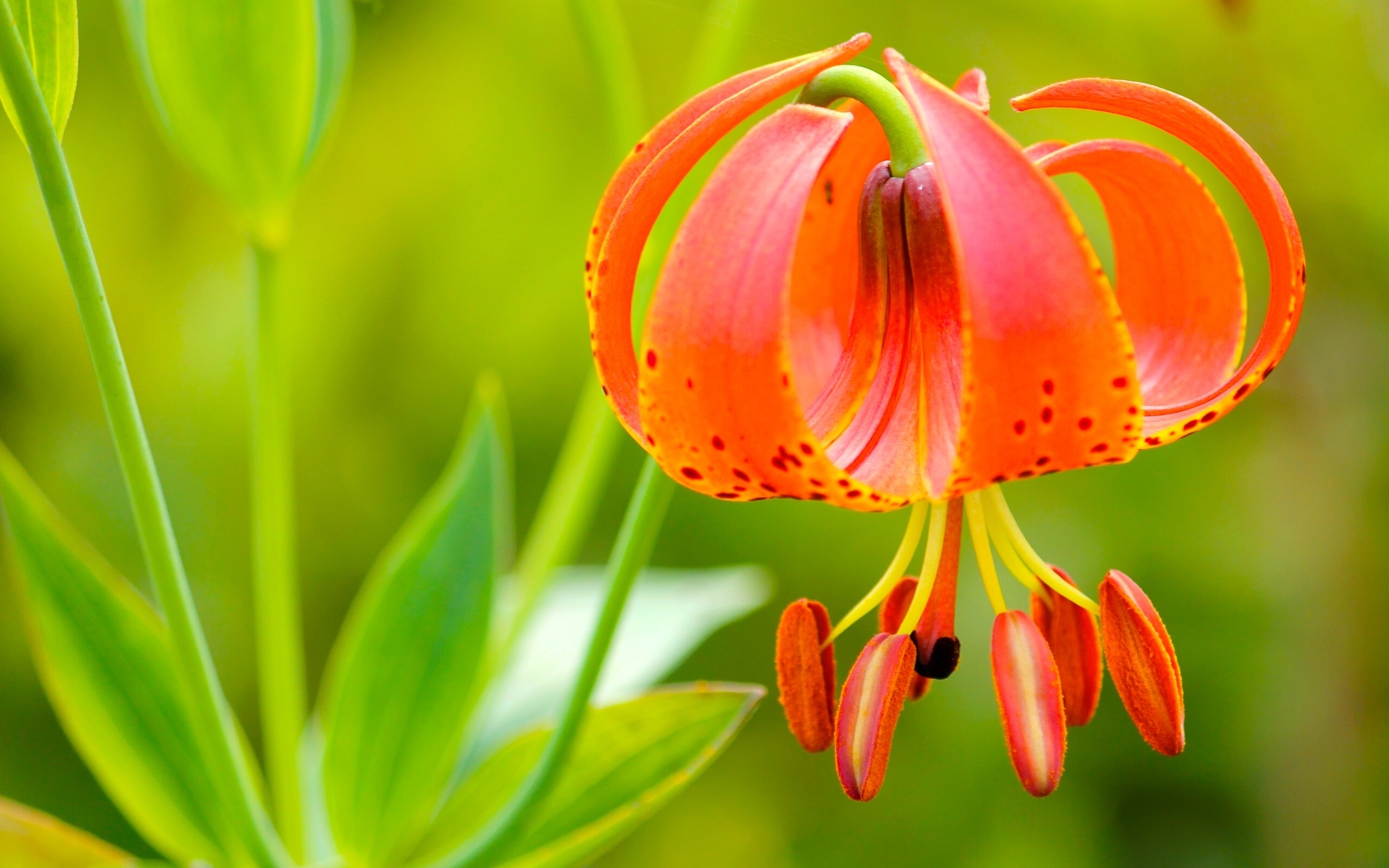 Orange Turk's Cap Lily flower HD Wallpaper