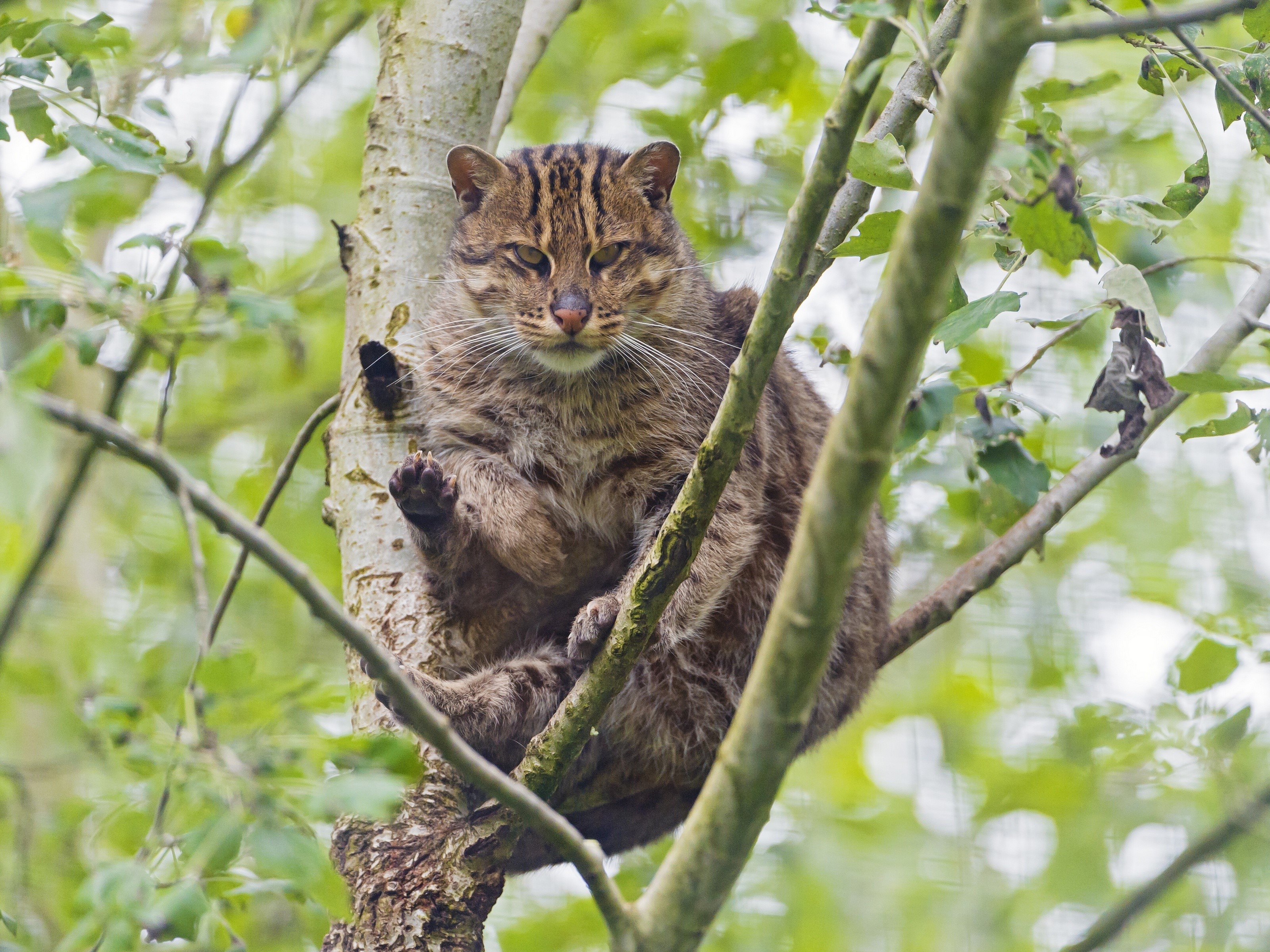 Fishing cat sitting on a tree branch HD Wallpaper