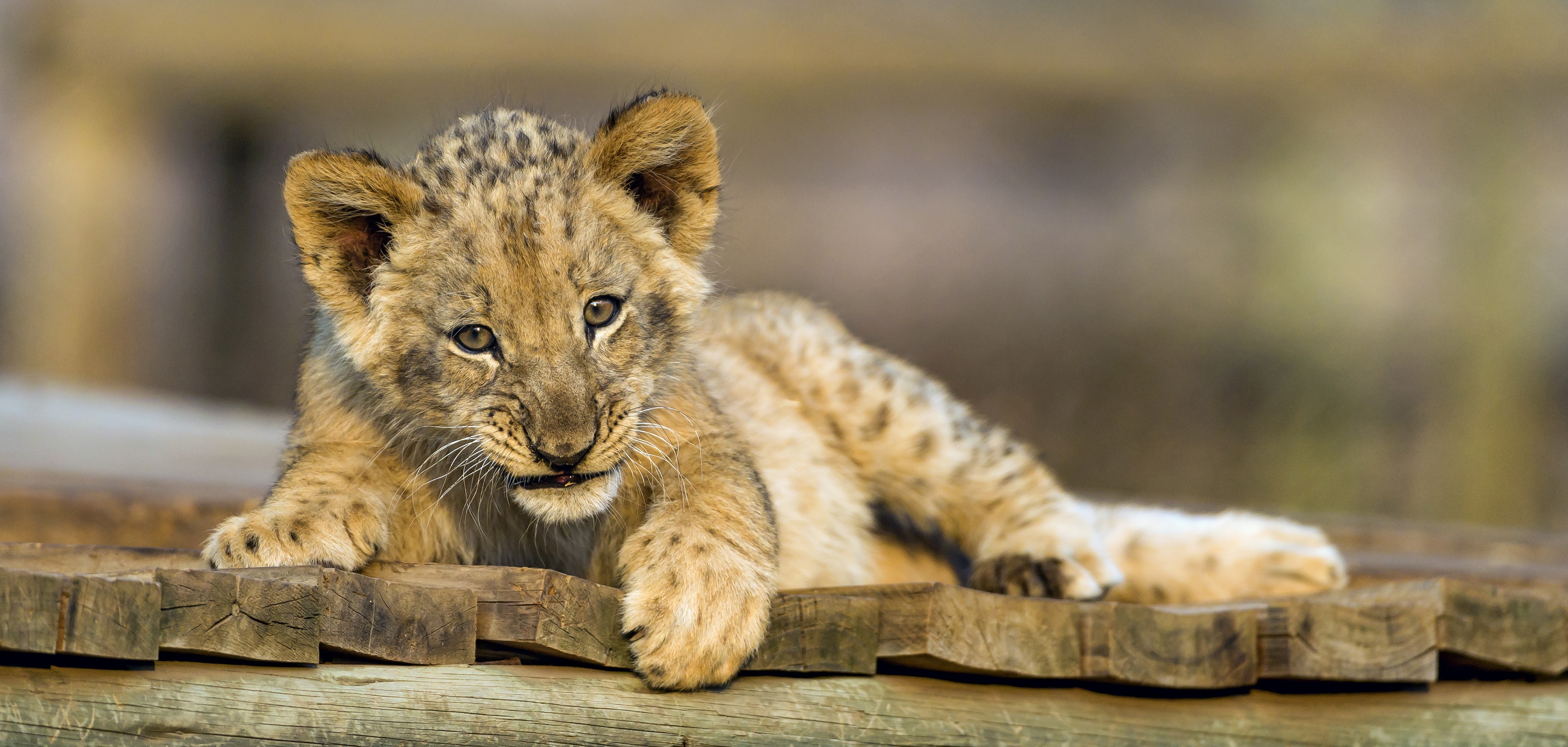 4K Lion Cubs HD Wallpaper
