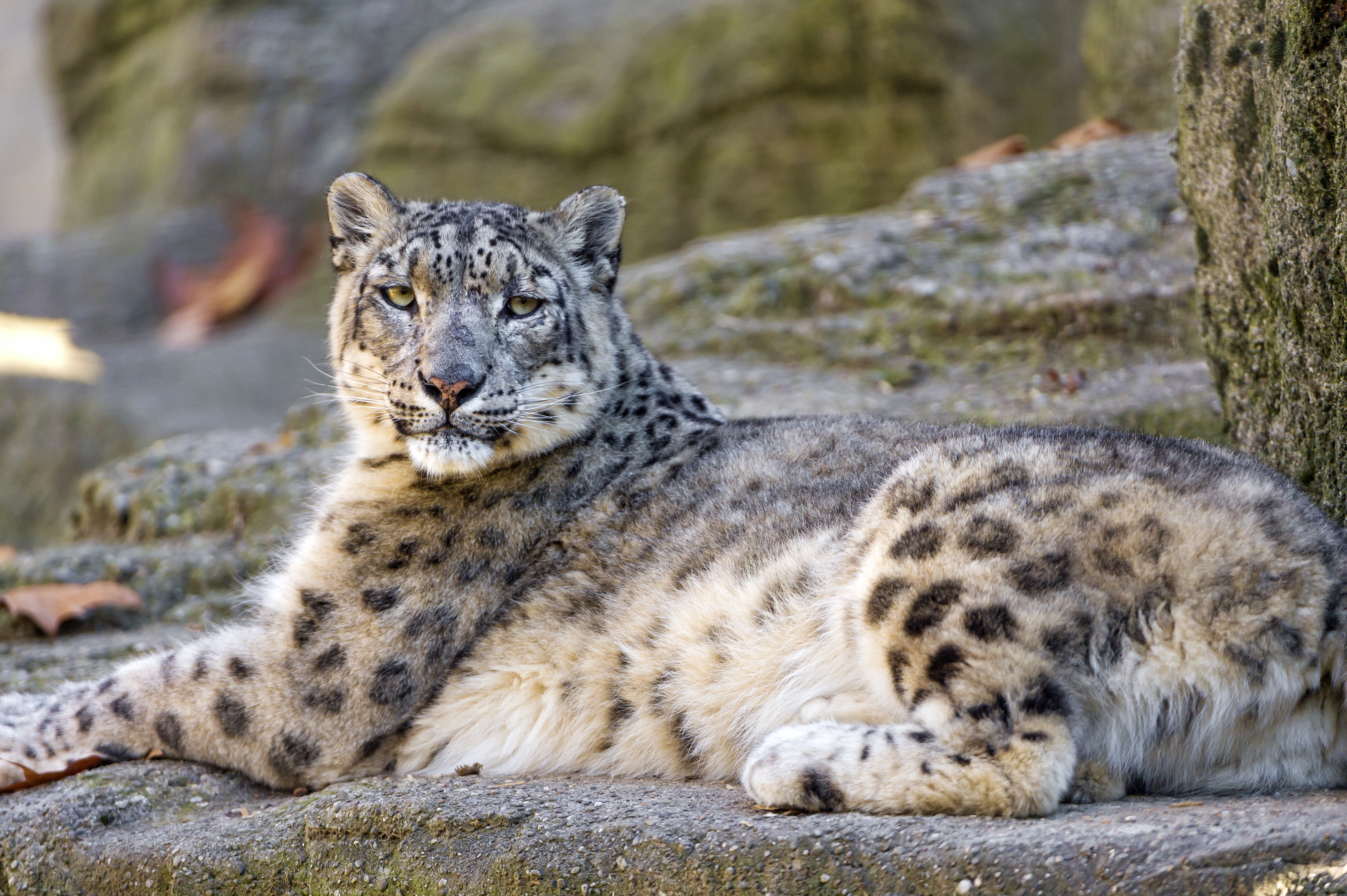 Snow leopard lying on rocks HD Wallpaper