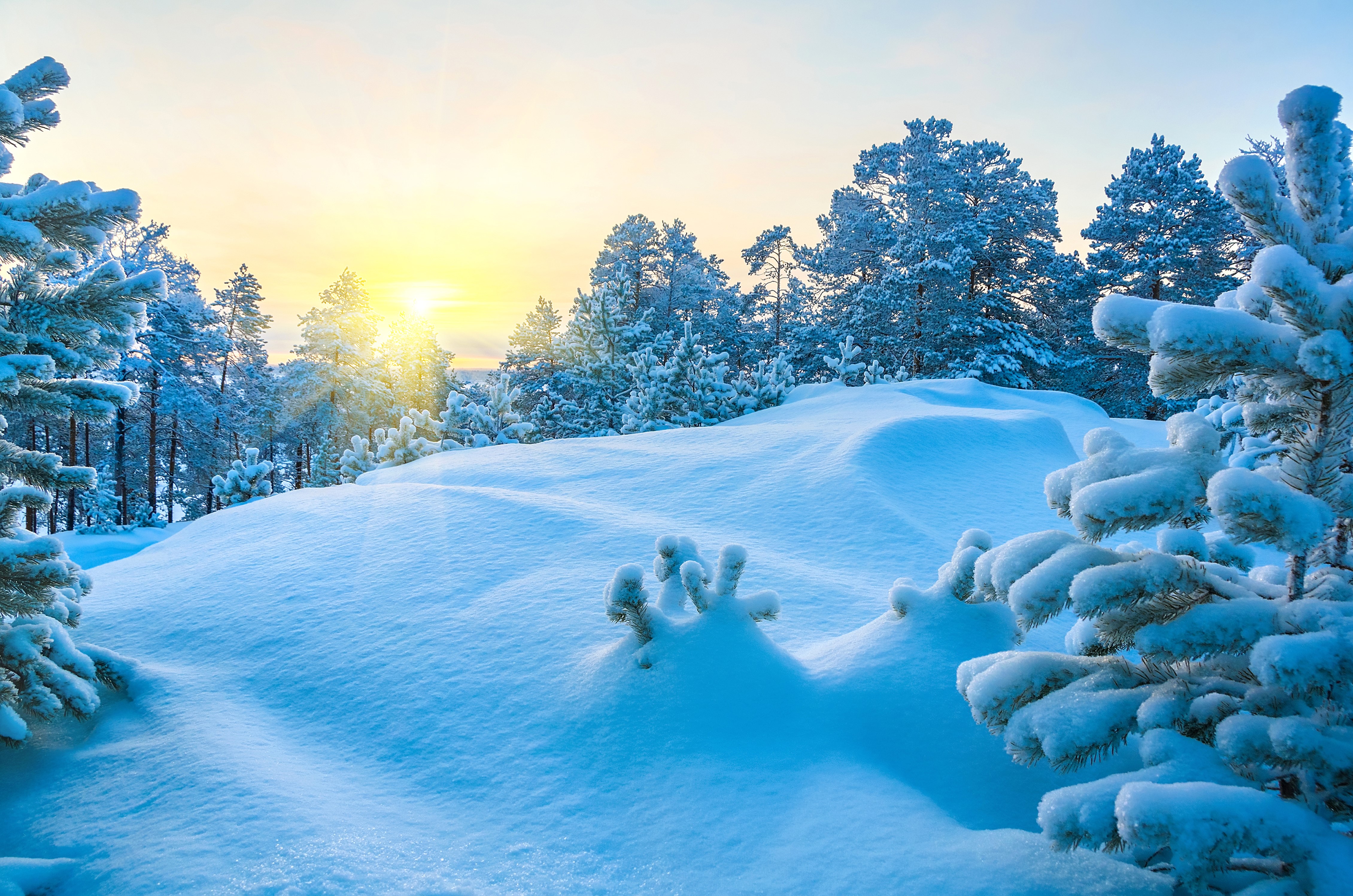 Winter forest with snow-covered spruce trees and sun HD Wallpaper