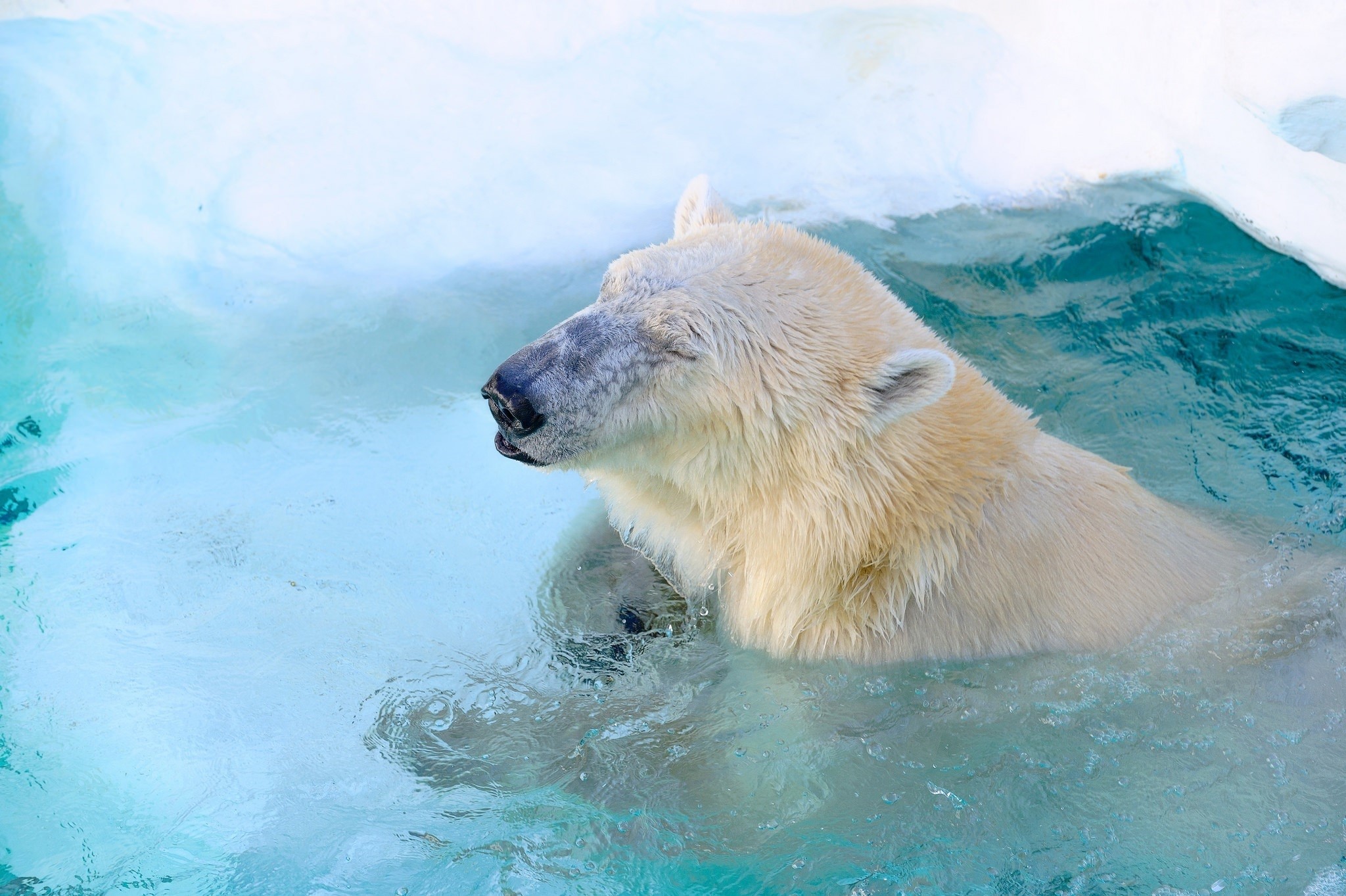 Polar bear swimming in blue water with ice HD Wallpaper