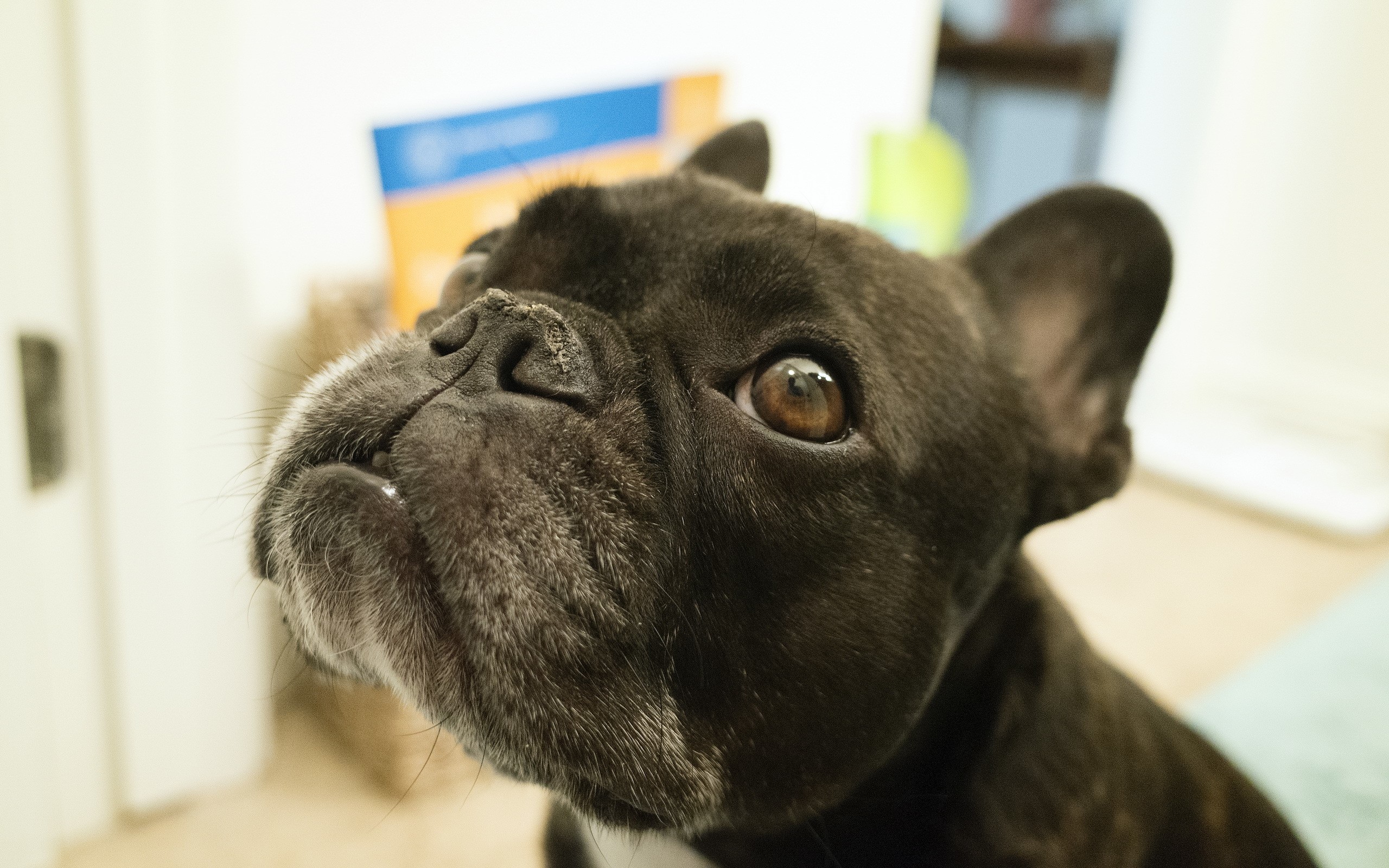 Close-up of a black French Bulldog's face HD Wallpaper
