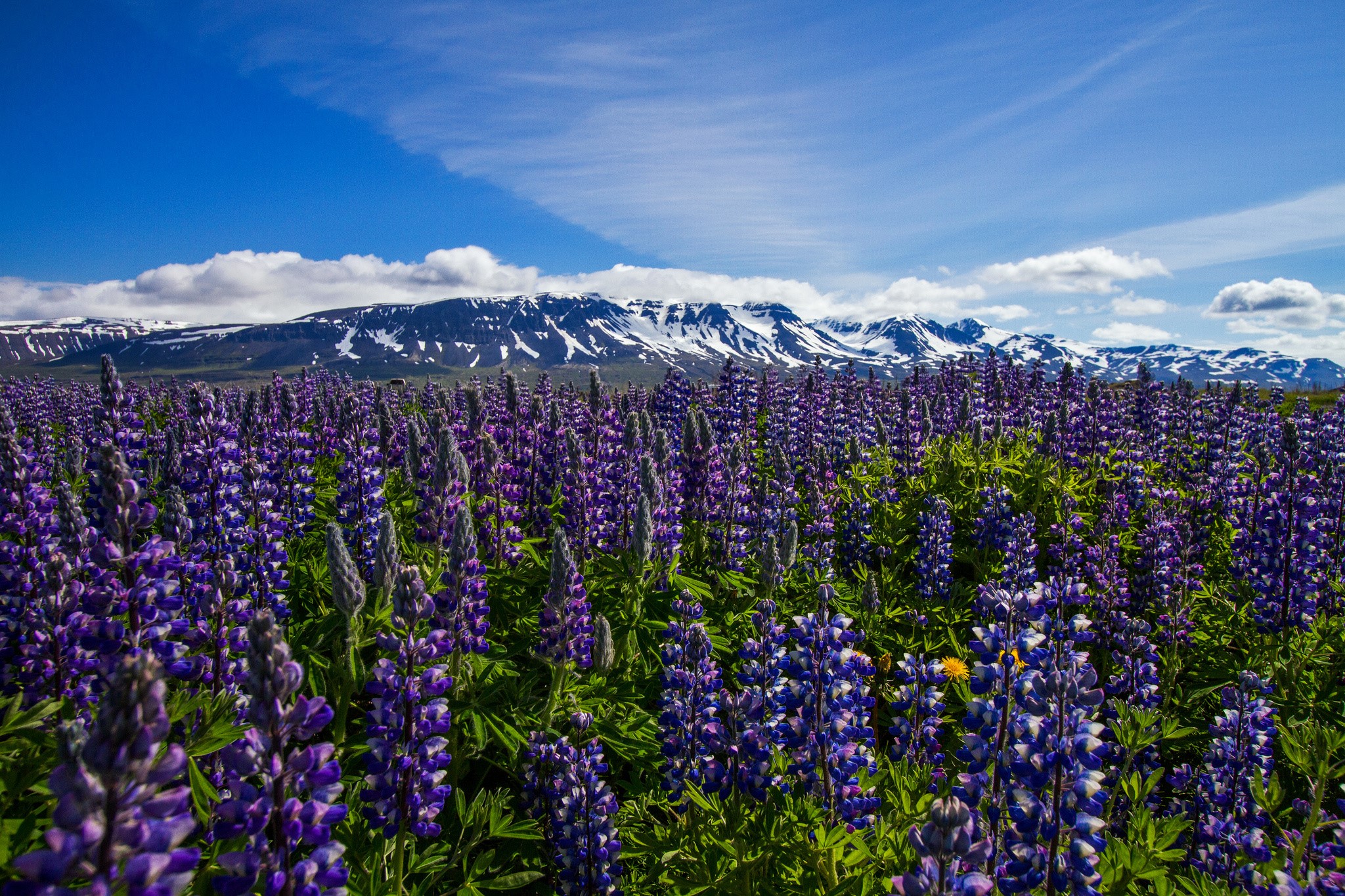 Field of Lupine Flowers with Snow-Capped Mountains in Iceland HD Wallpaper