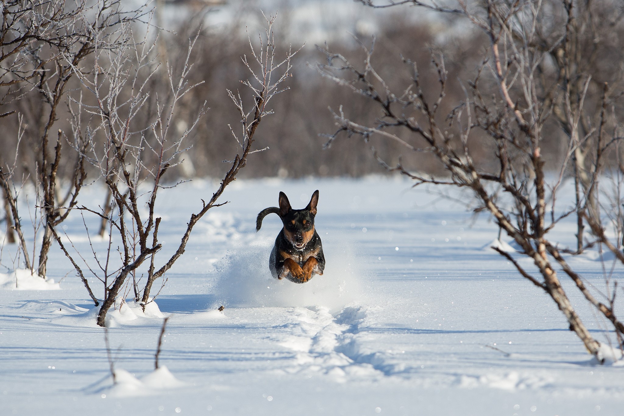Dog running and jumping in the snow HD Wallpaper