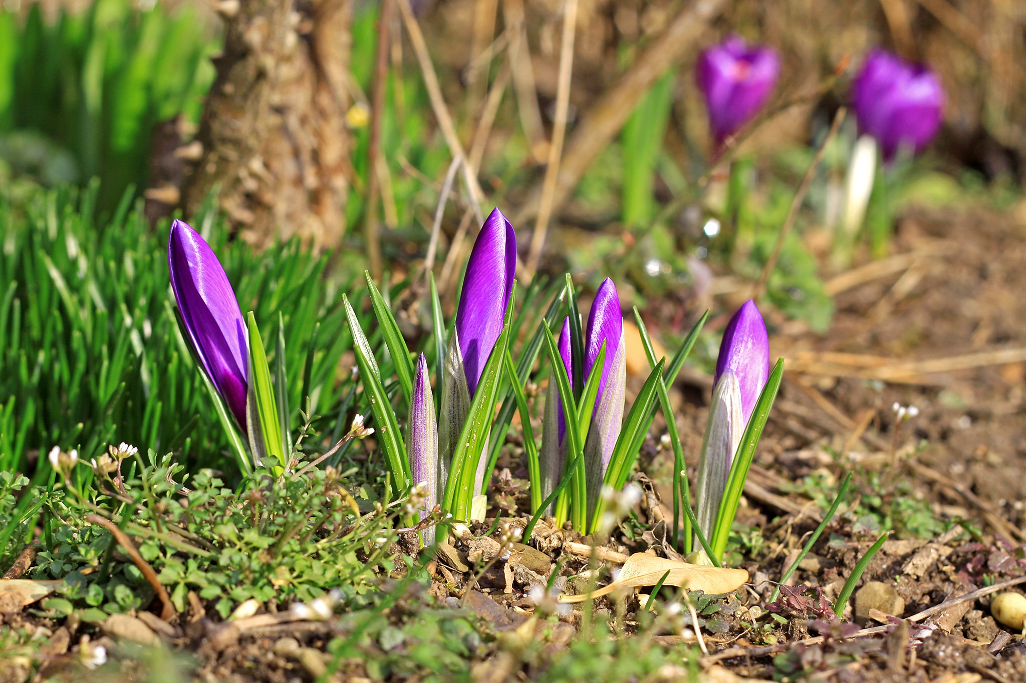 Purple Crocus Flowers Blooming in Spring HD Wallpaper