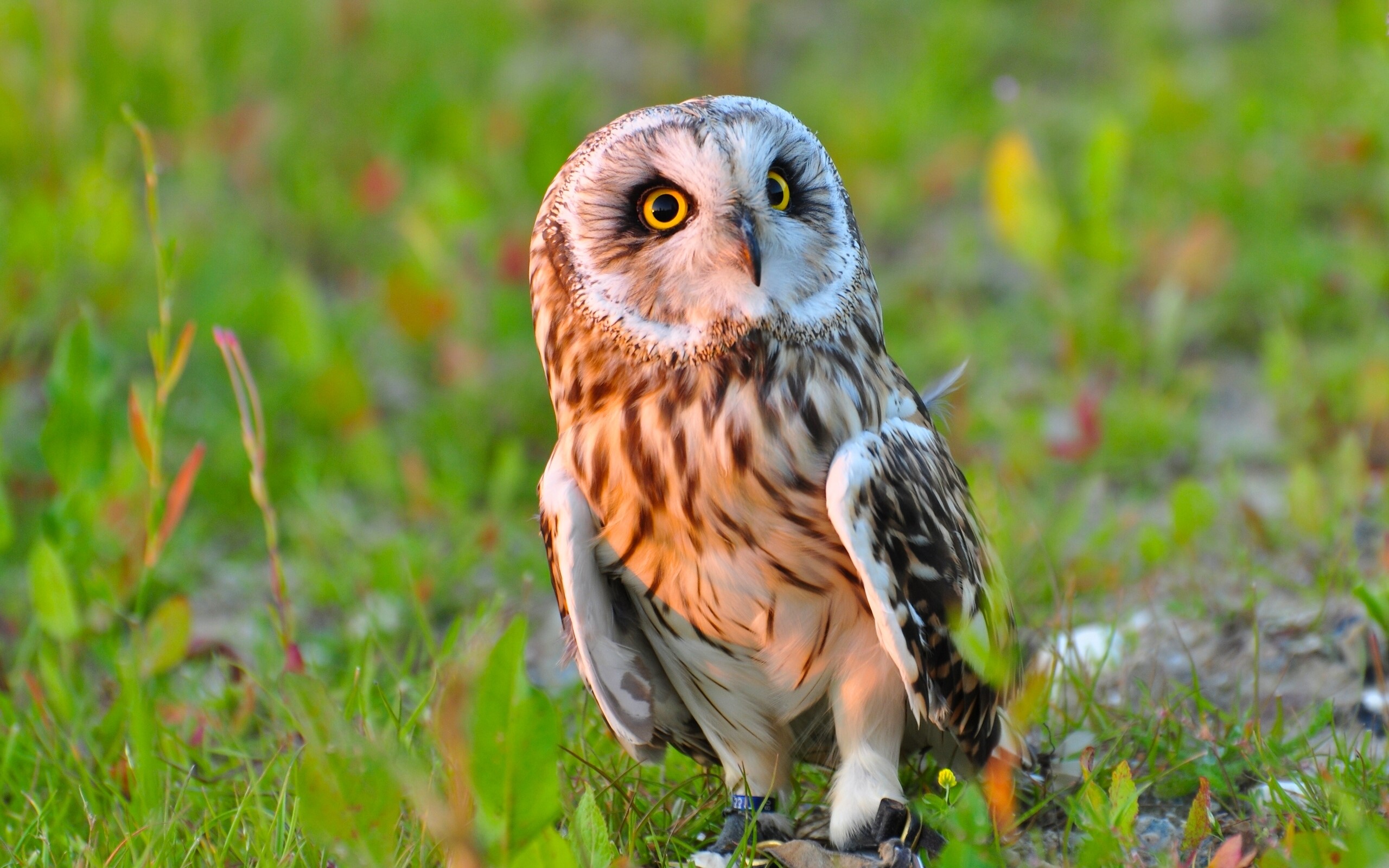 Short-eared owl perched on grassy ground HD Wallpaper
