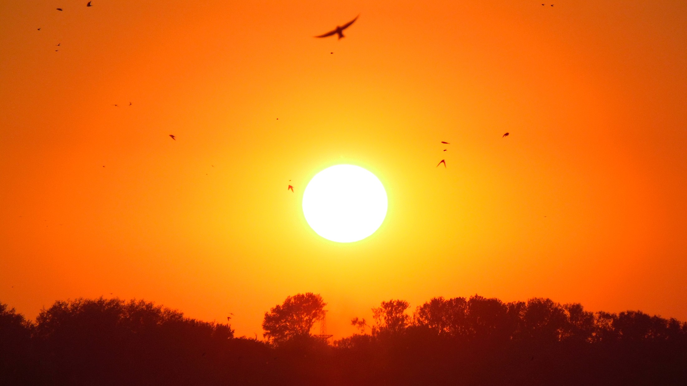Birds flying during a vibrant sunset over trees HD Wallpaper
