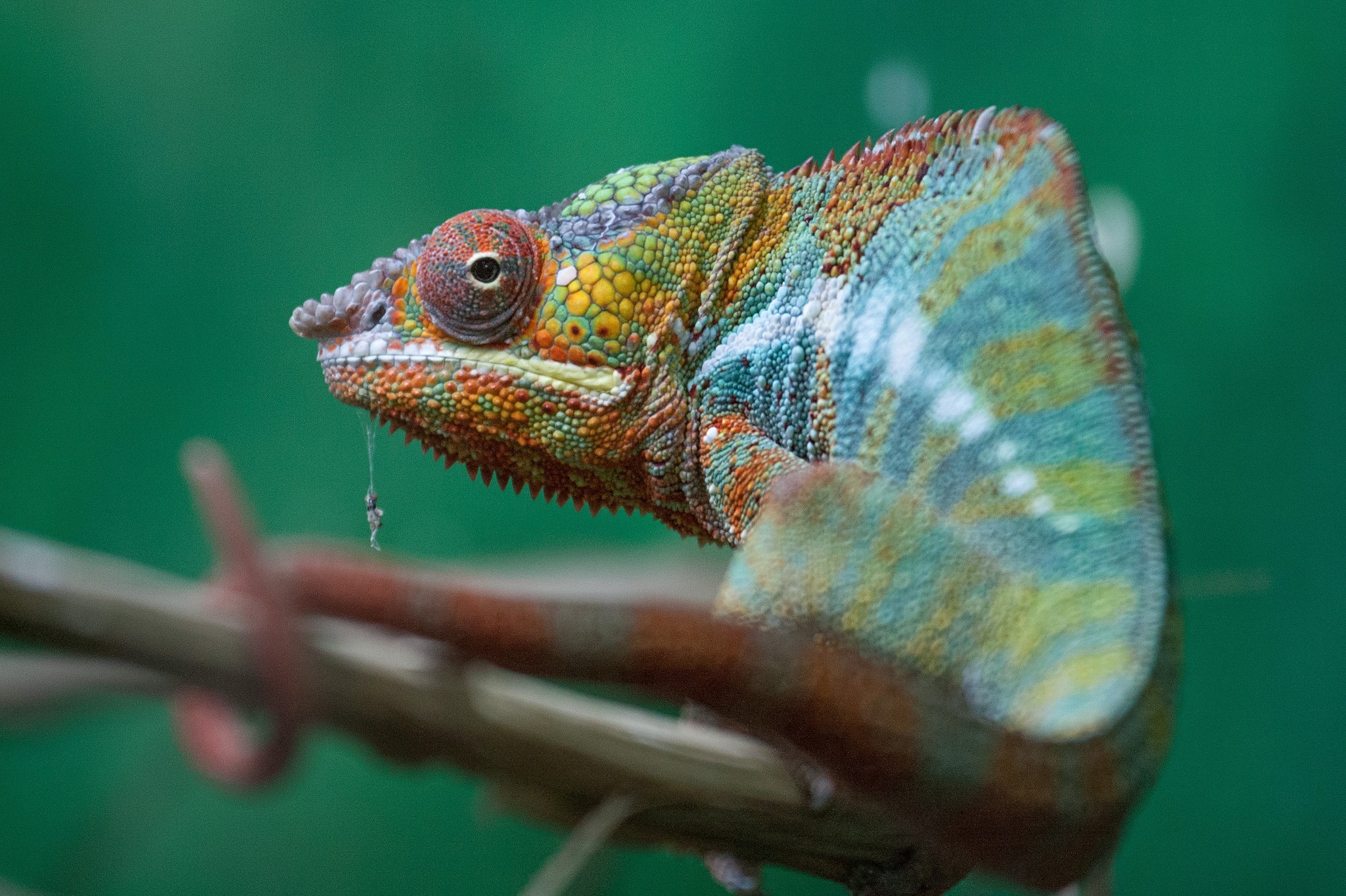 Chameleon on a branch with green background HD Wallpaper