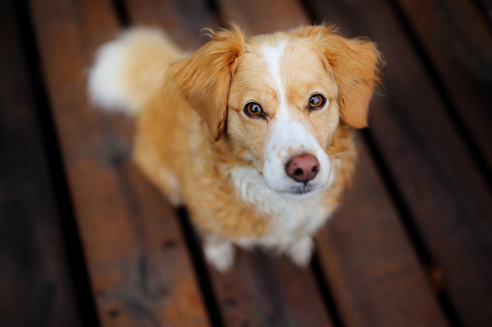 Golden dog looking up HD Wallpaper