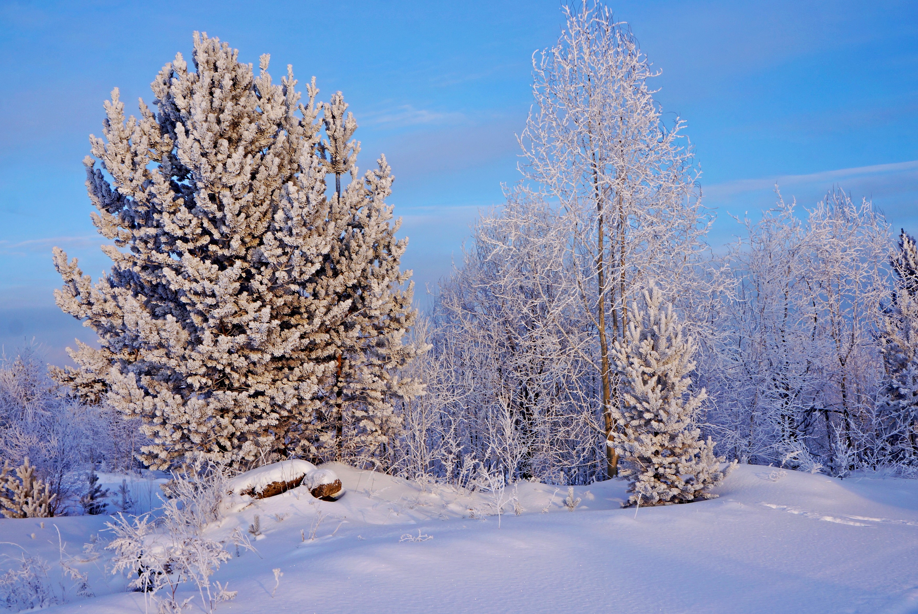 Winter forest with snow-covered trees under blue sky HD Wallpaper