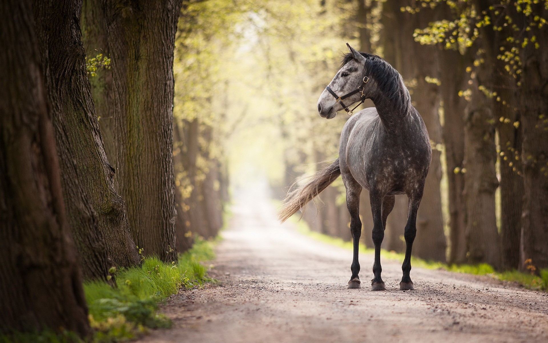 A dappled gray horse stands on a dirt road lined with trees. HD Wallpaper