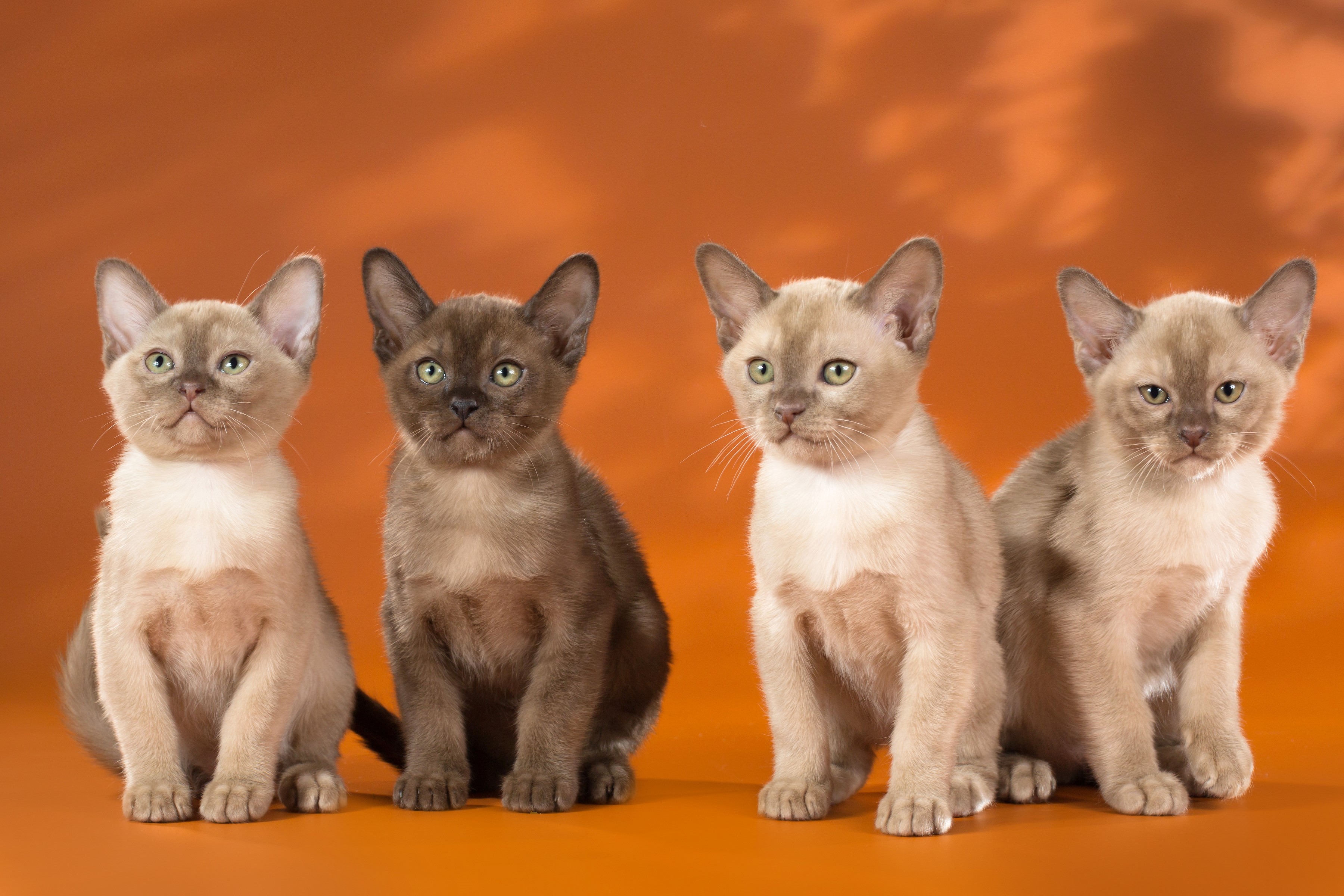 Four Burmese kittens on an orange background HD Wallpaper
