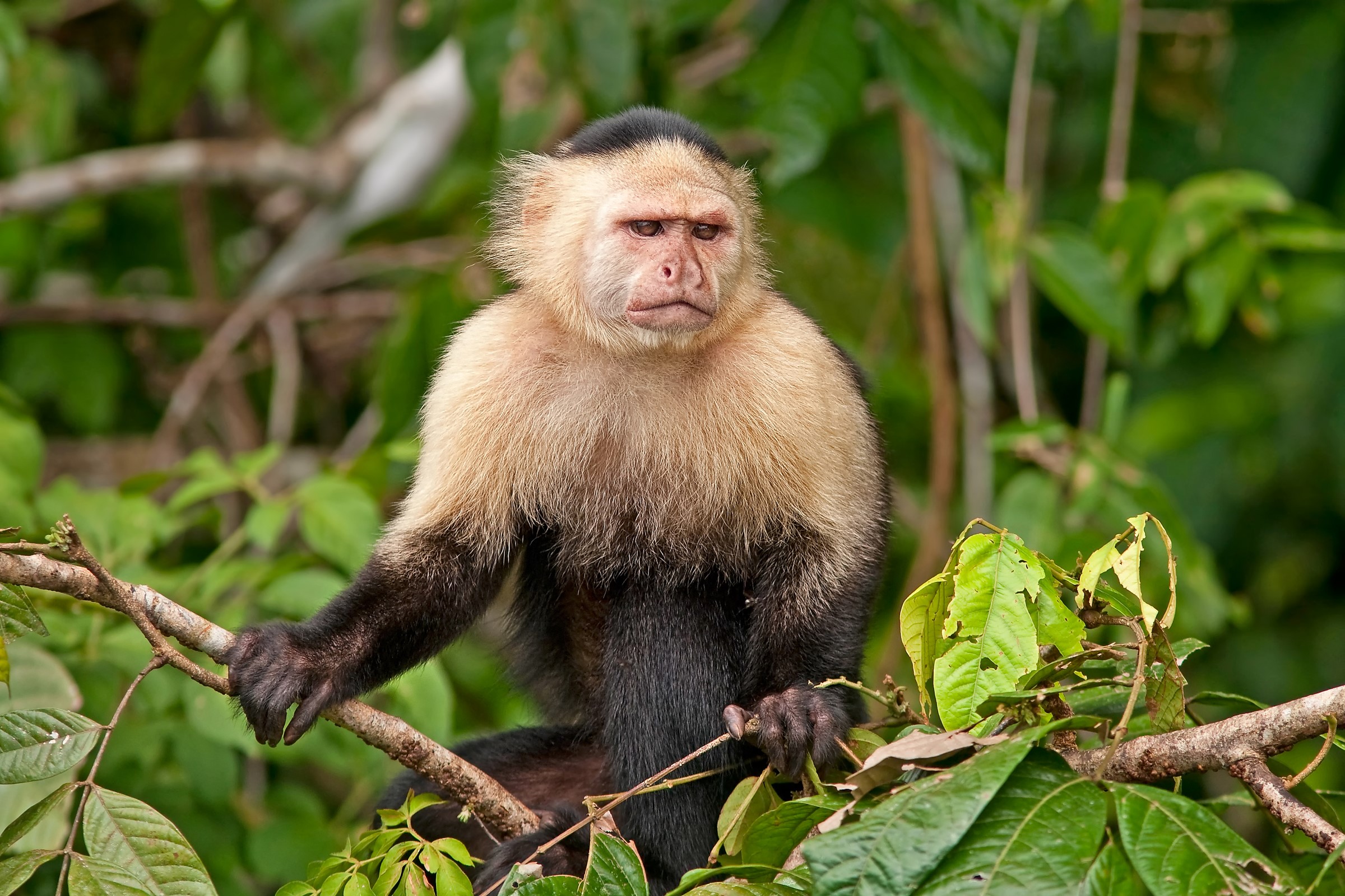 White-faced Capuchin Monkey in a Tree HD Wallpaper