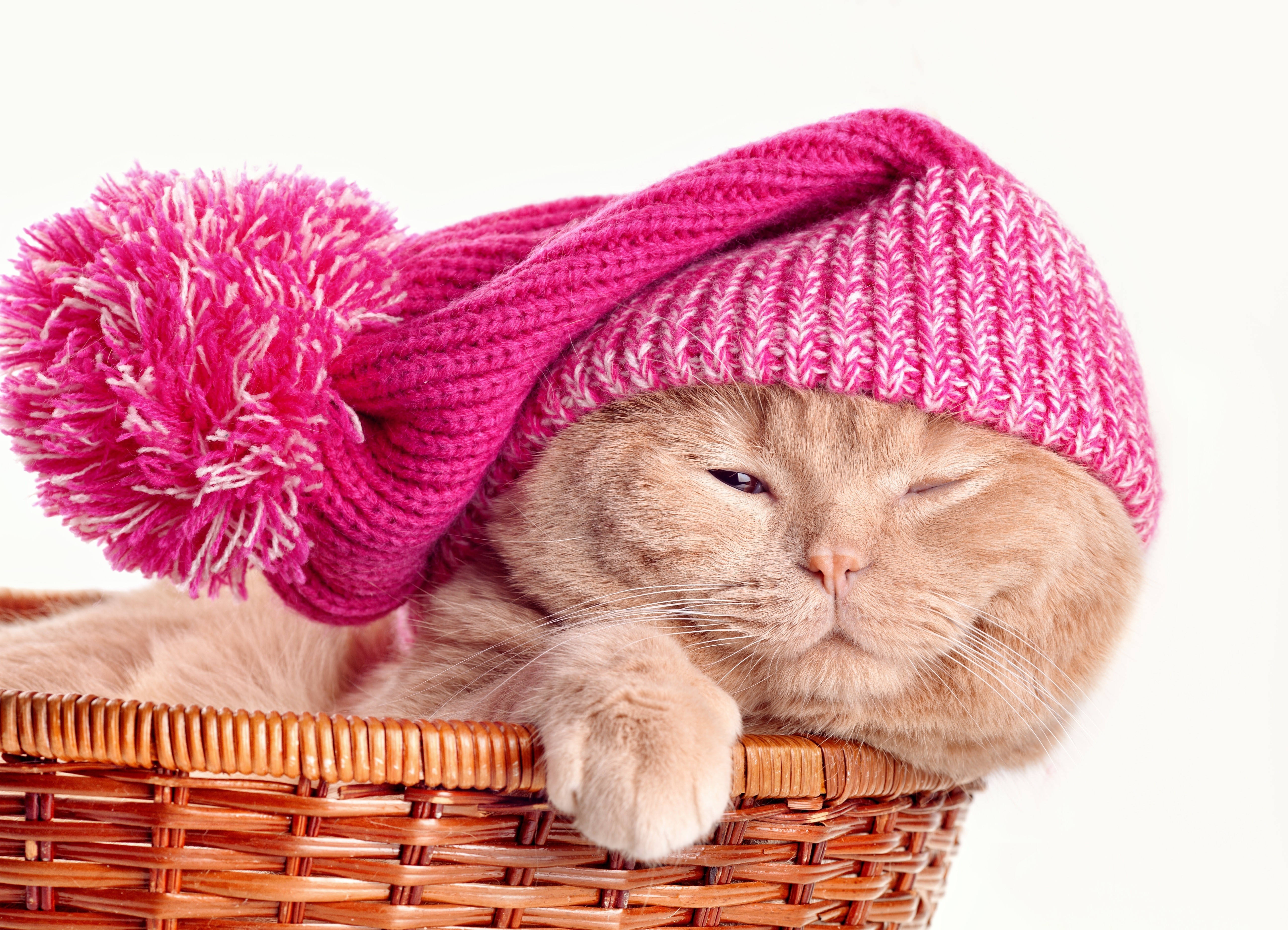 Cat in a pink winter hat in a wicker basket HD Wallpaper