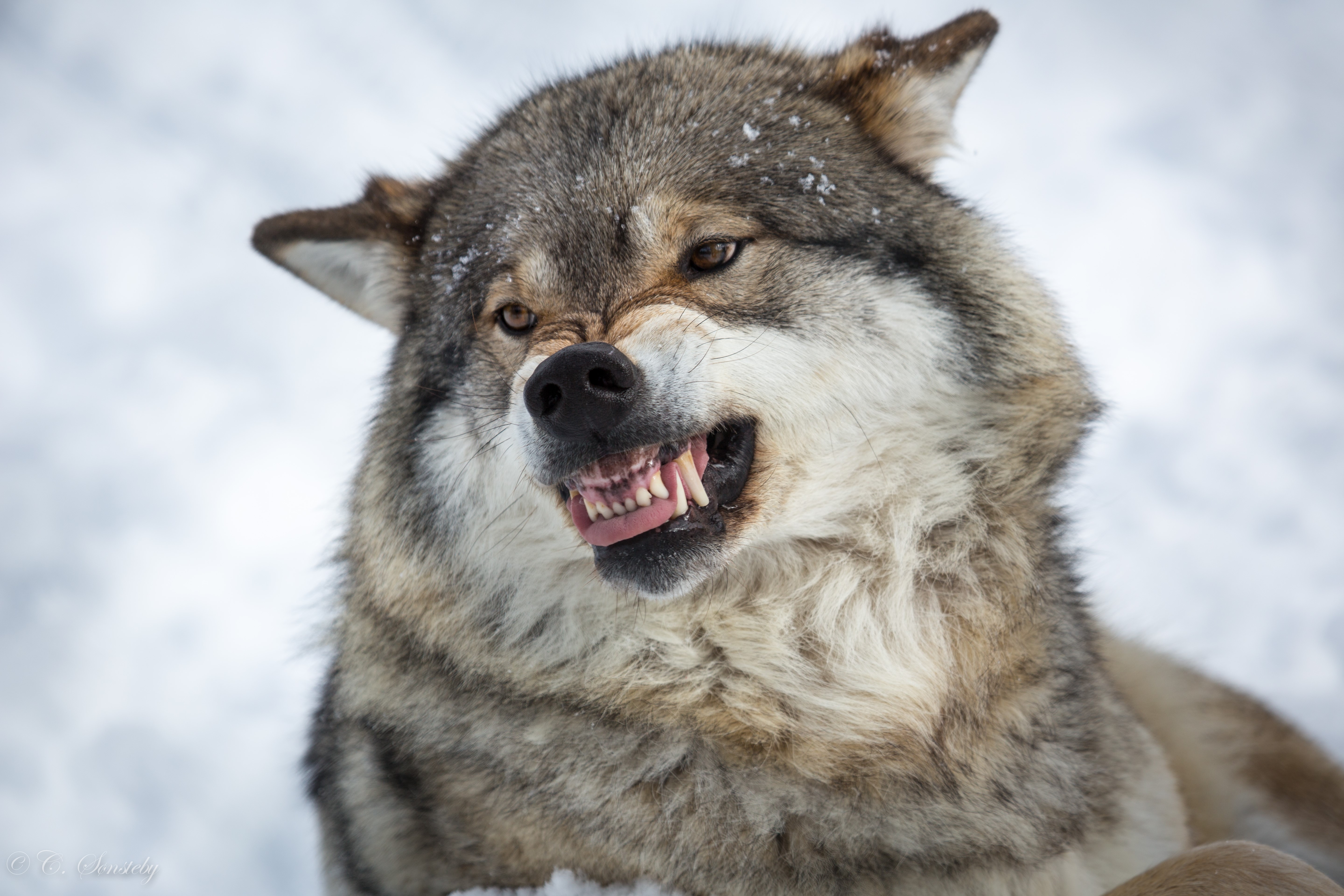 Wolf roaring in the snow HD Wallpaper