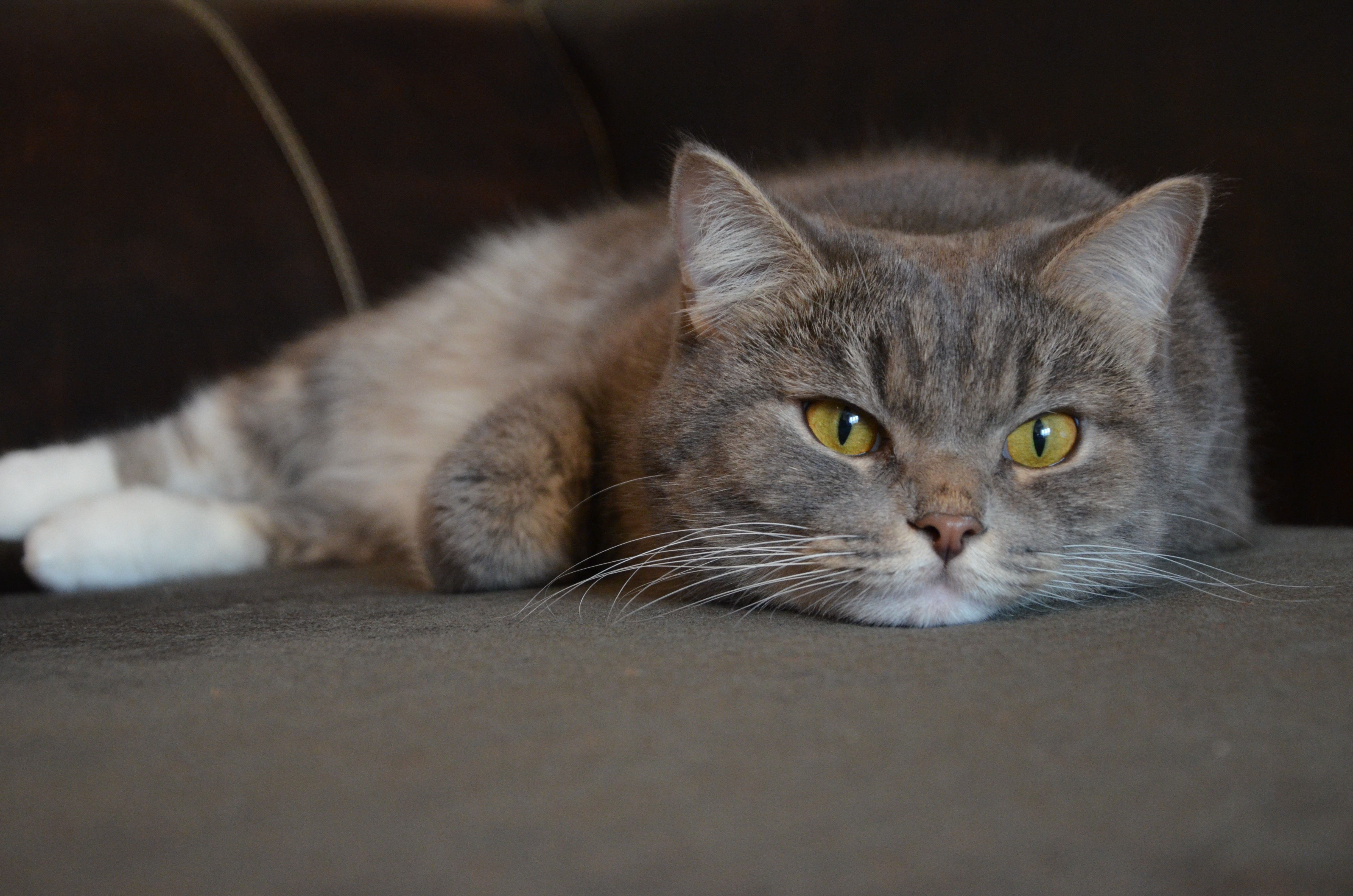 Gray tabby cat lying on a couch HD Wallpaper
