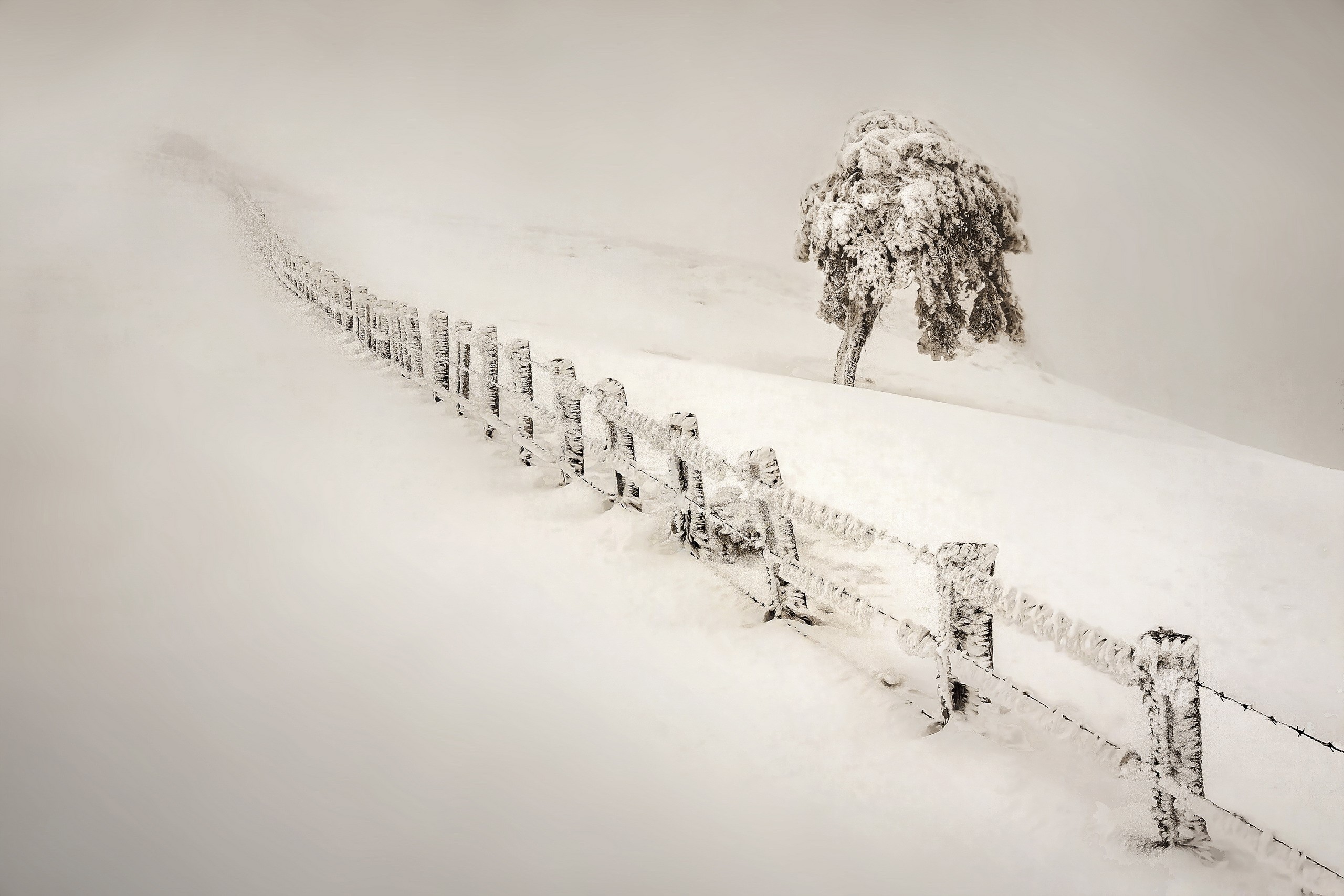 Snow-covered fence and tree in winter fog HD Wallpaper