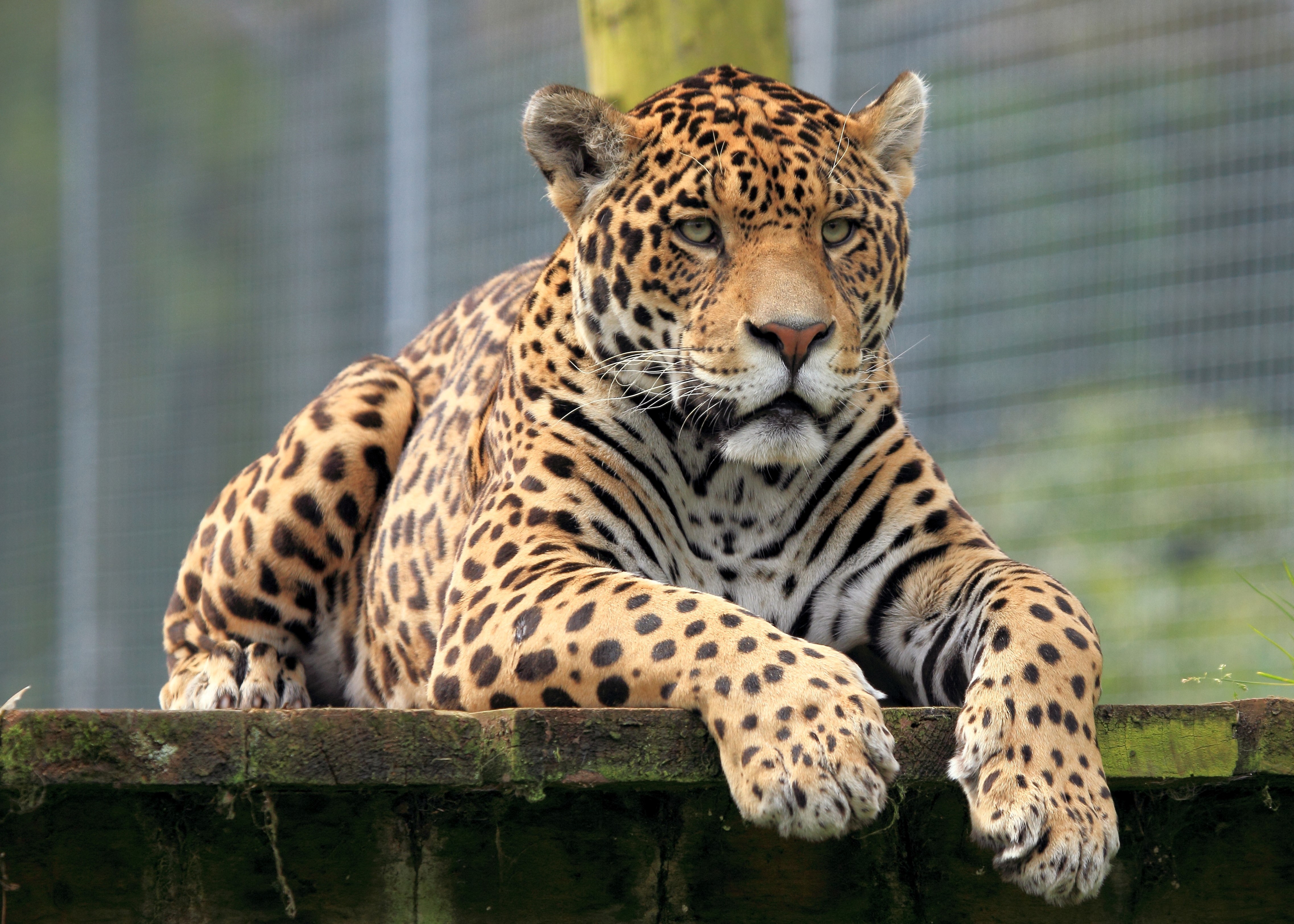 Jaguar resting on a wooden platform HD Wallpaper