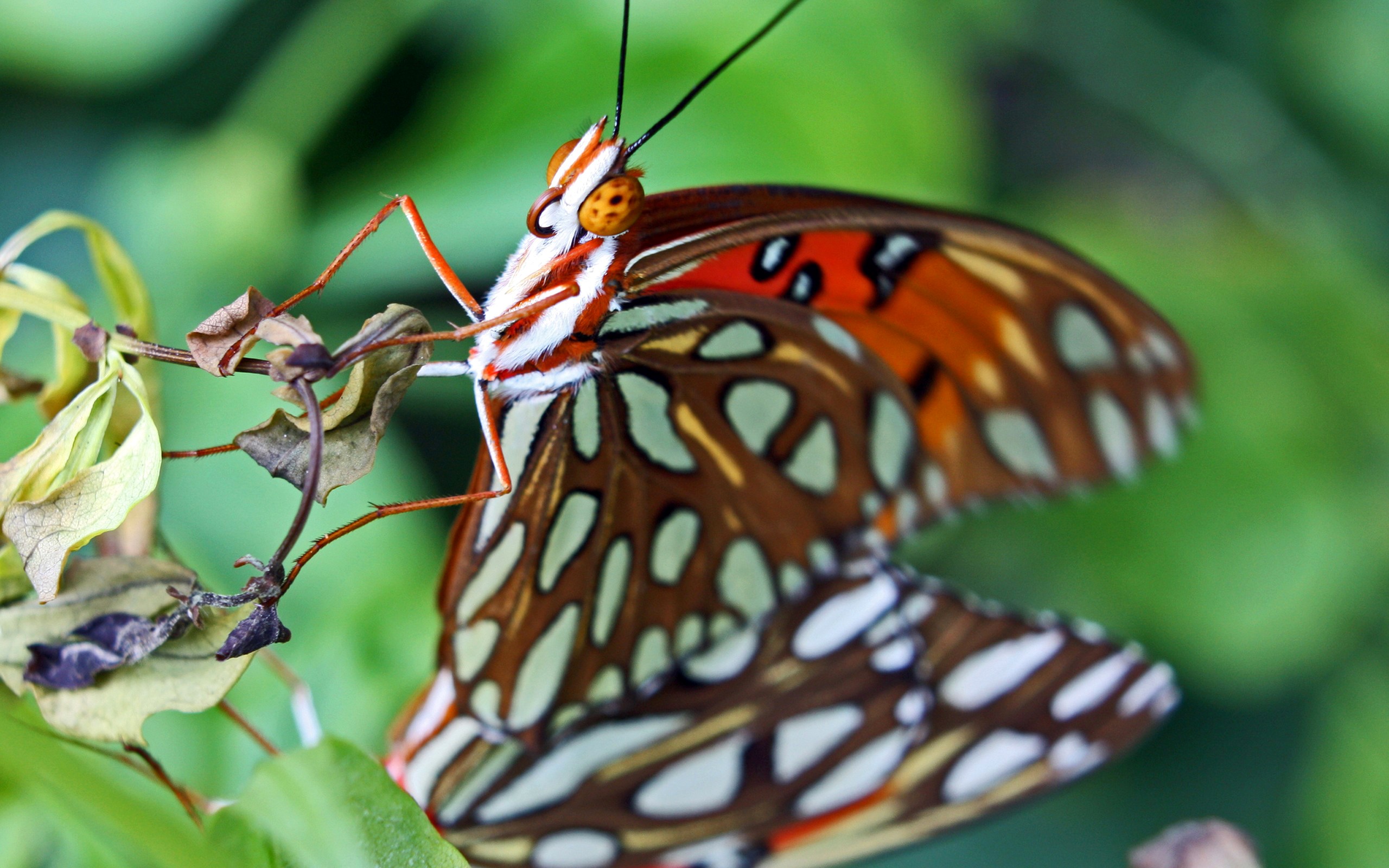 Gulf Fritillary Butterfly on a Branch HD Wallpaper