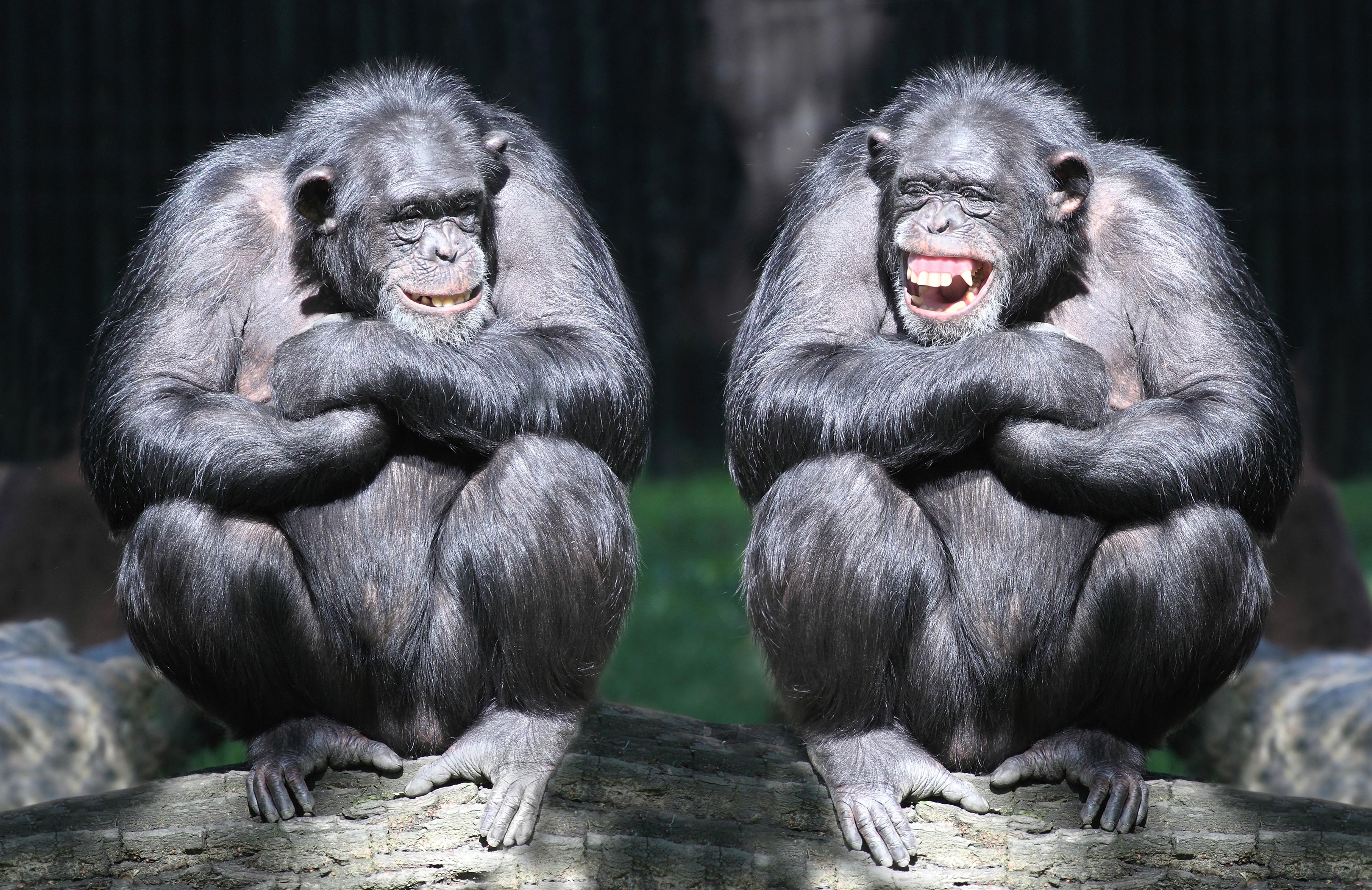 Two Chimpanzees Sitting on a Log HD Wallpaper