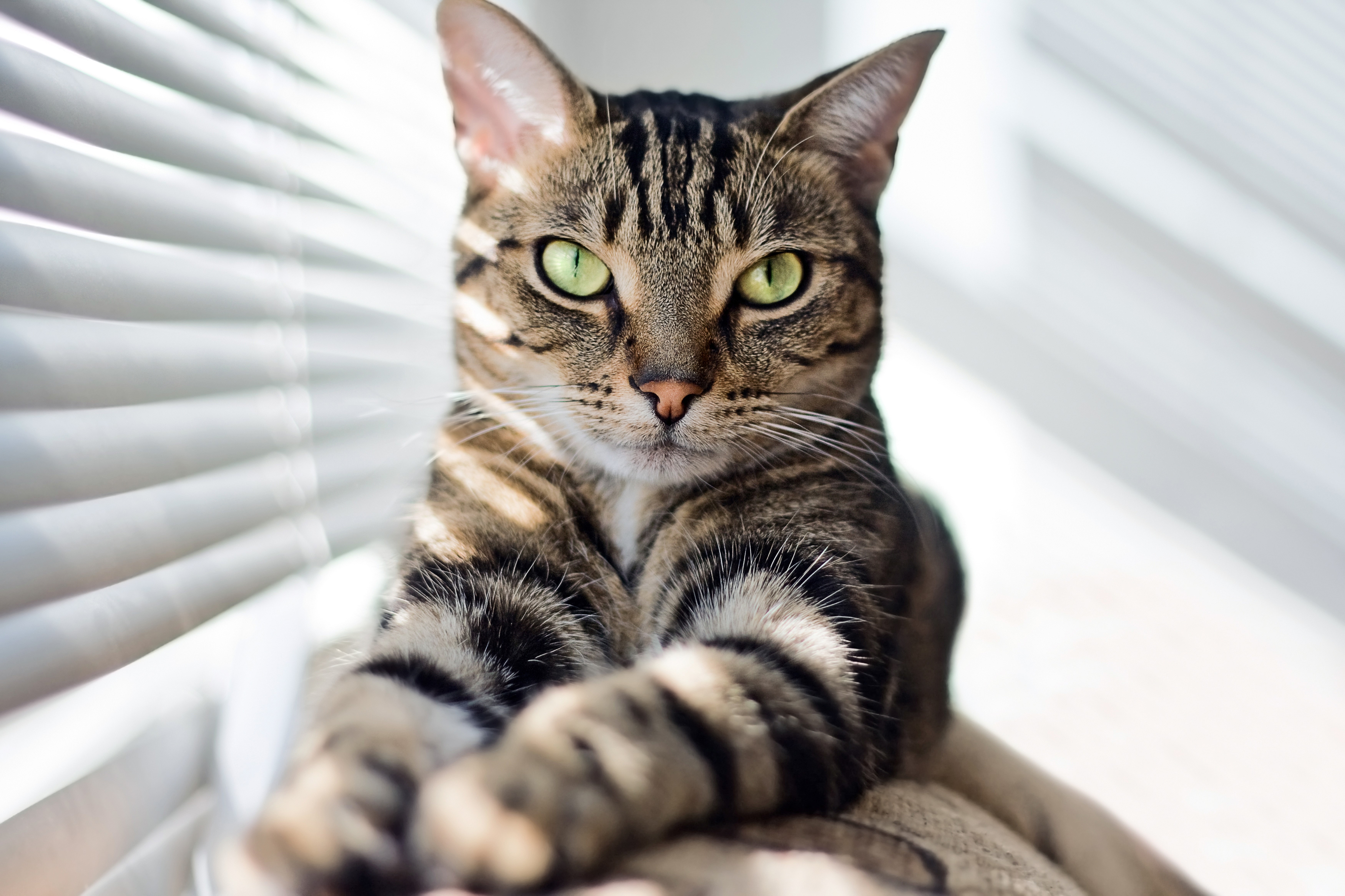 Tabby Cat with Green Eyes by Window Blind HD Wallpaper