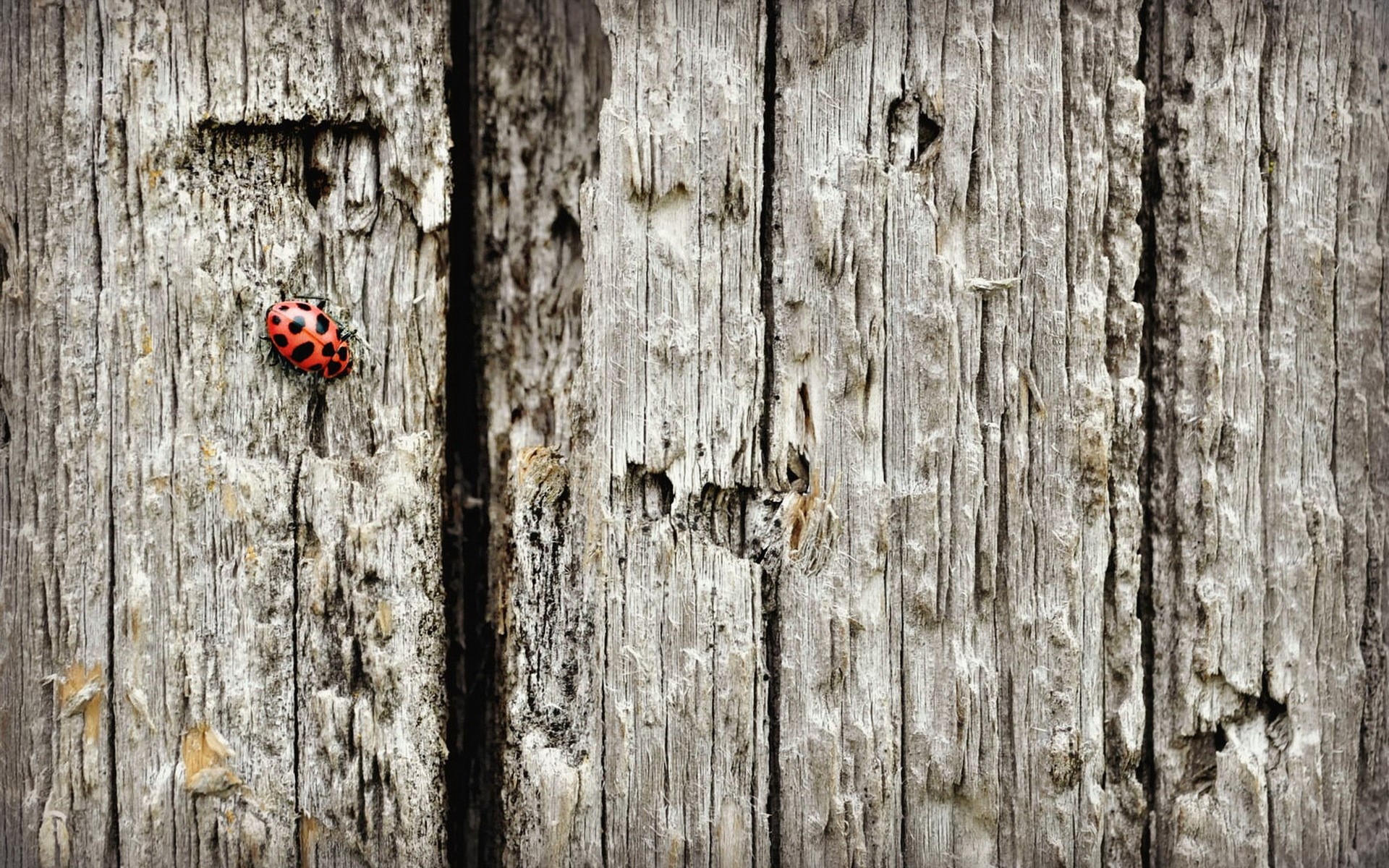 Ladybug on weathered wooden fence texture HD Wallpaper