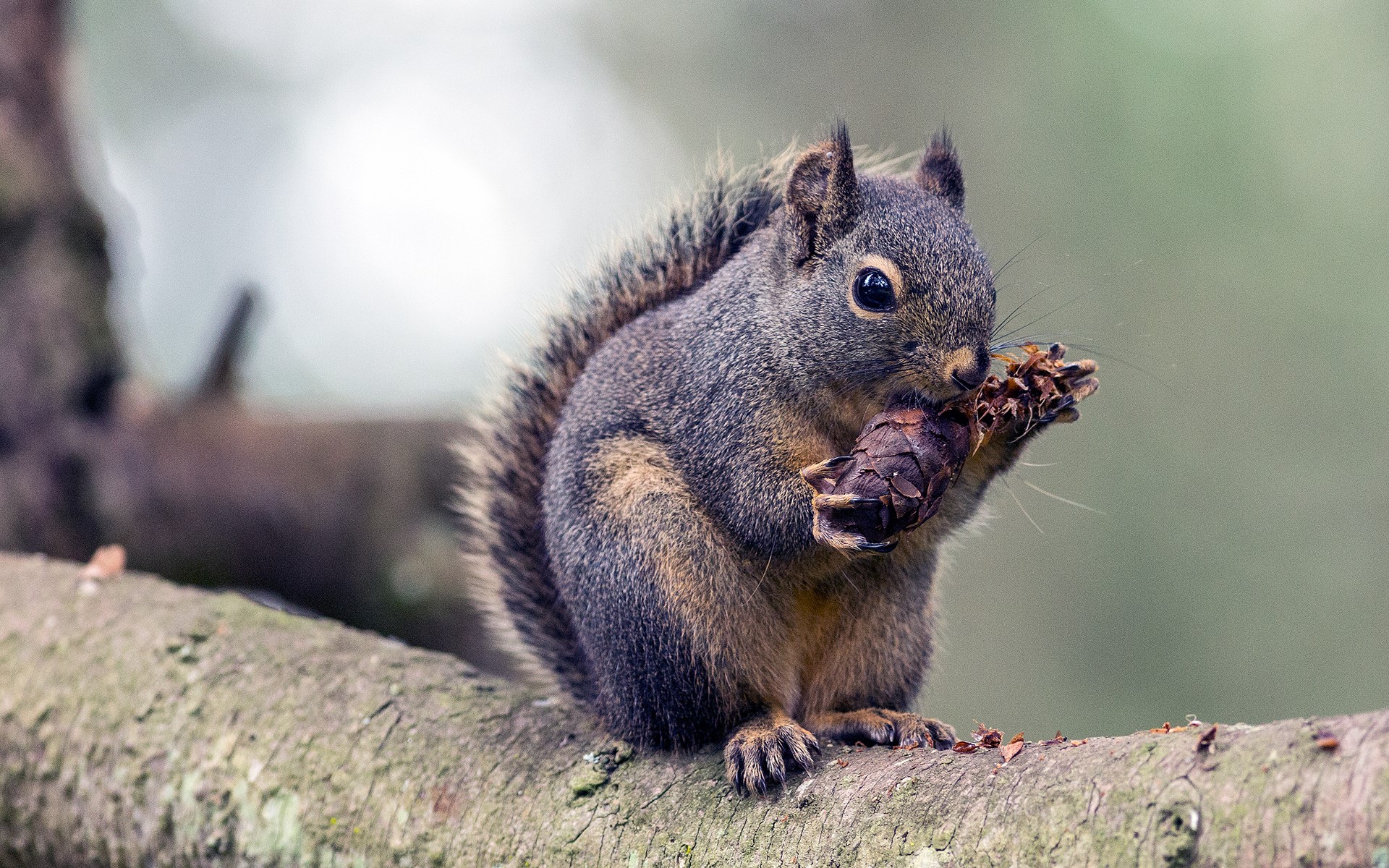 Squirrel eating a pine cone on a branch HD Wallpaper