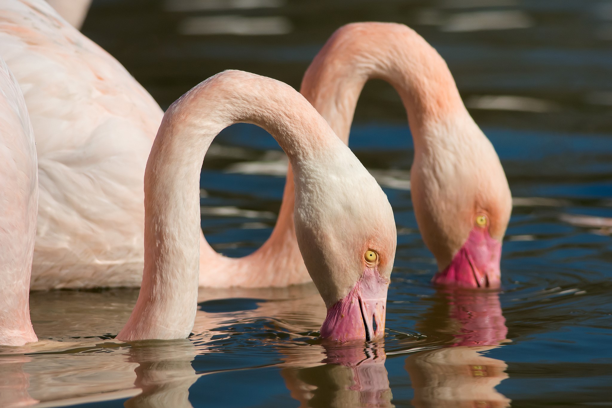 Two Flamingos Drinking Water HD Wallpaper