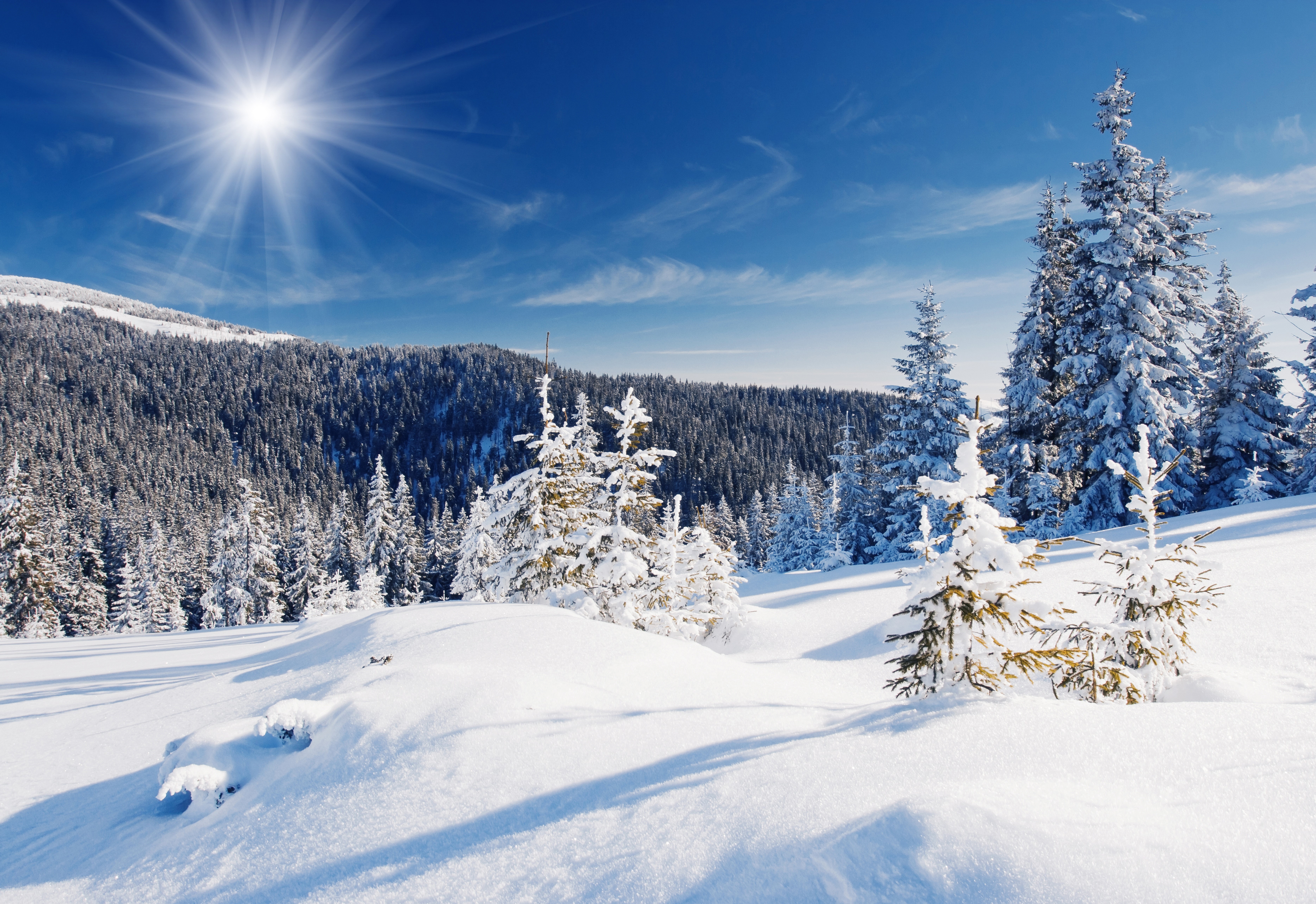 Snowy forest with sun and blue sky HD Wallpaper