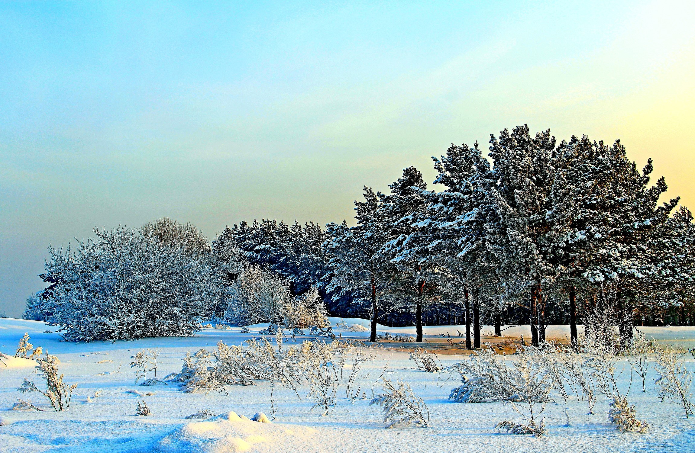Snow covered trees and bushes in a winter landscape HD Wallpaper