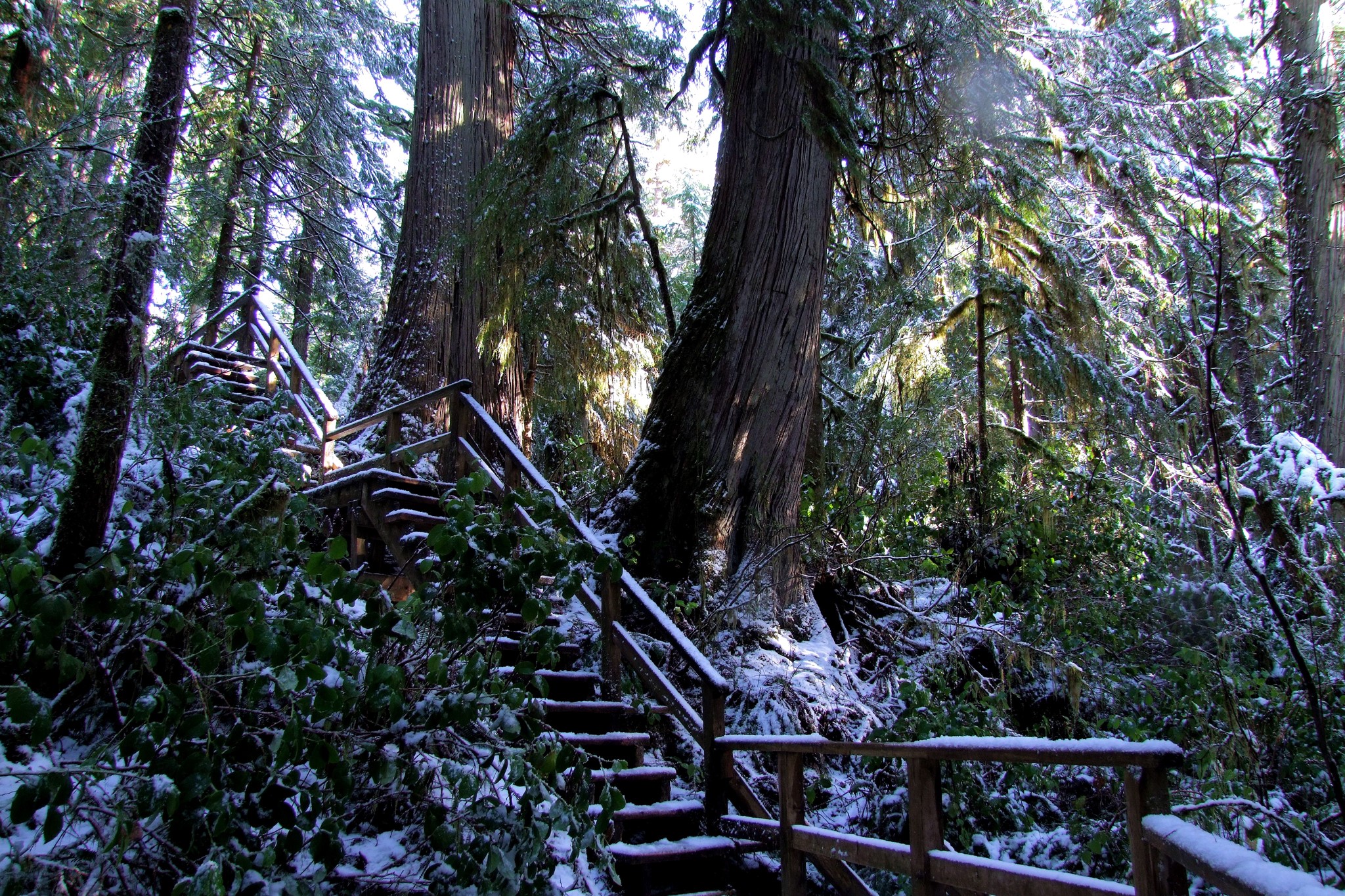 Wooden stairs in a snowy forest with large trees HD Wallpaper