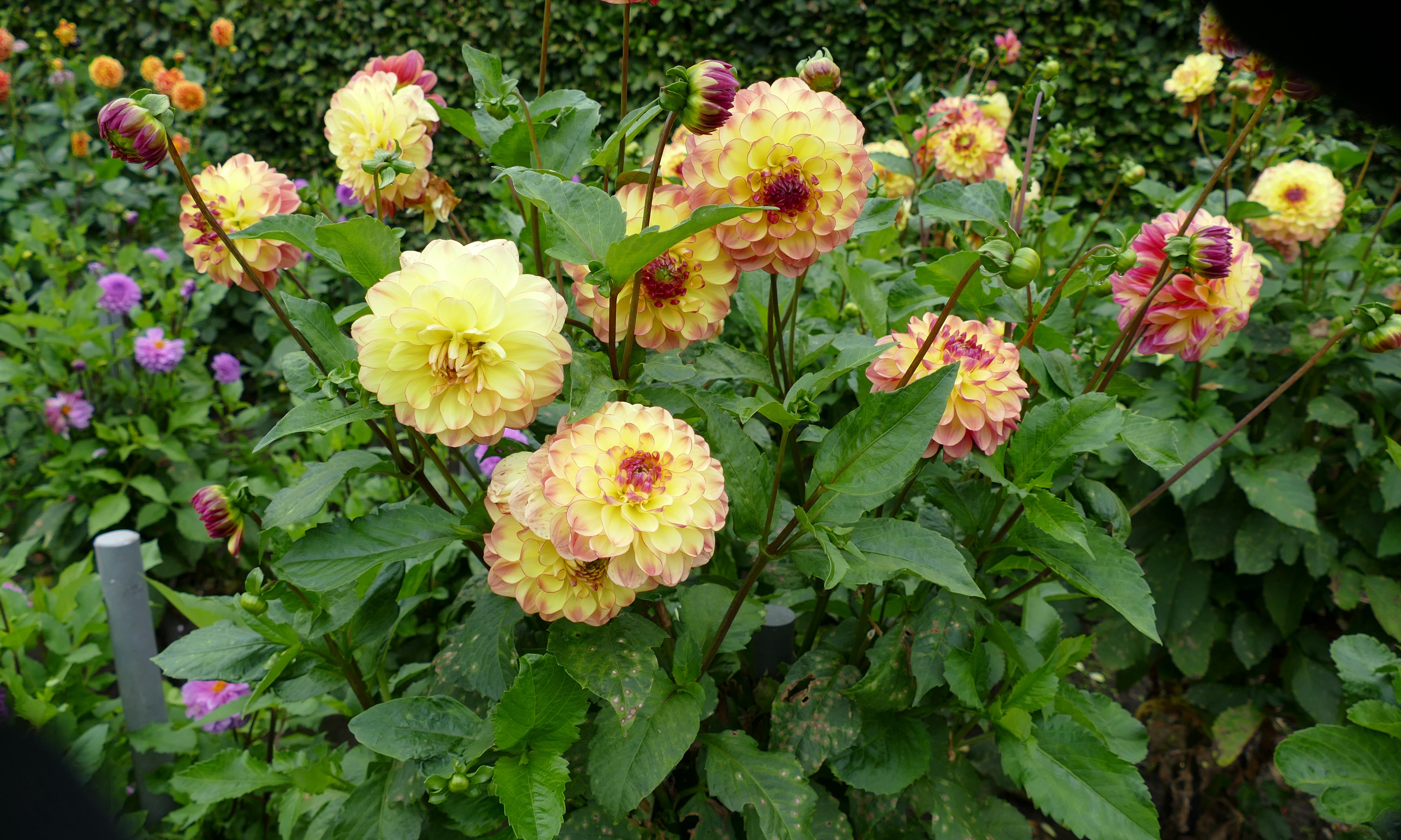 Yellow Dahlias with Red and Pink Accents HD Wallpaper