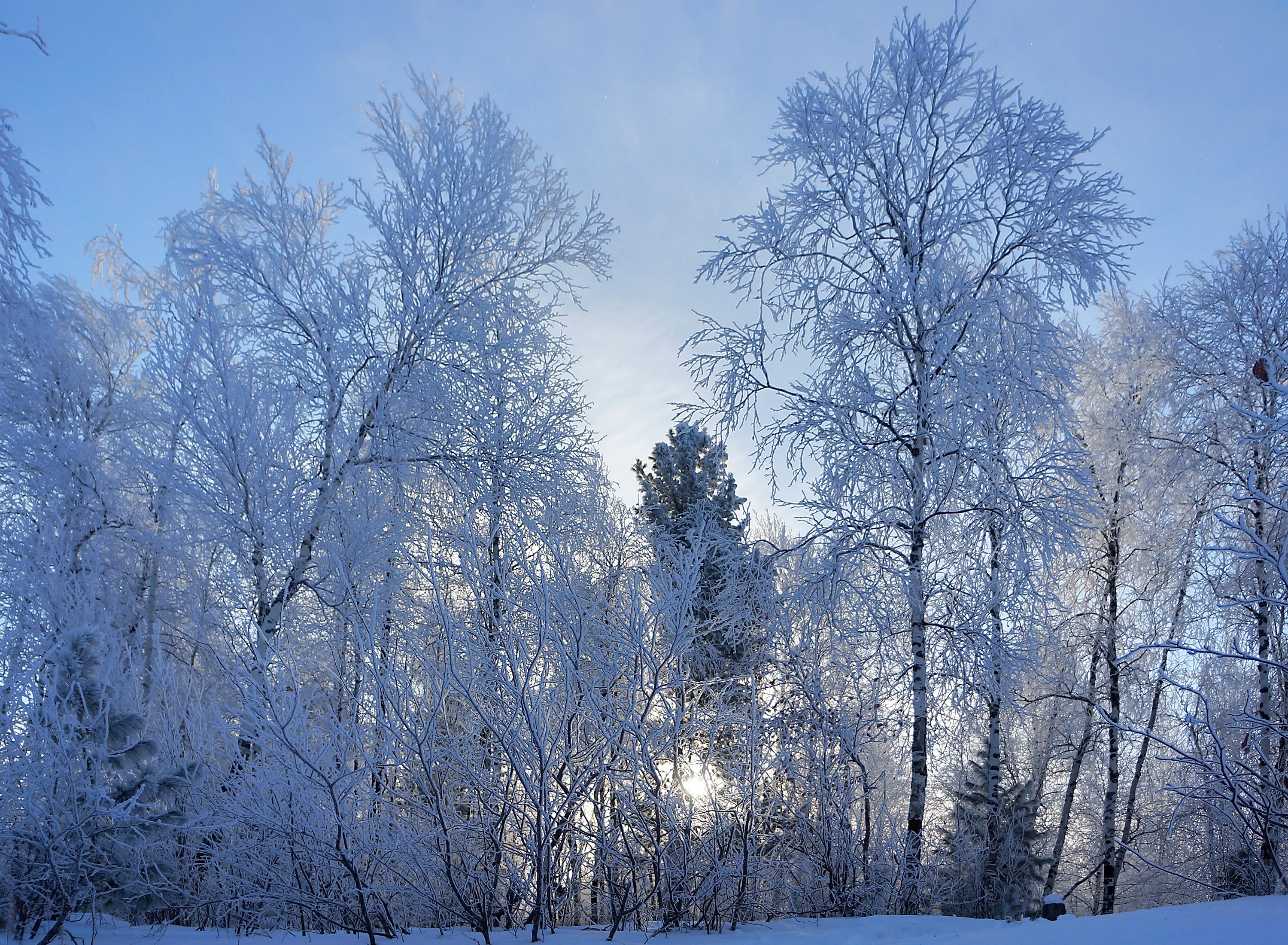 Winter forest with trees covered in frost HD Wallpaper
