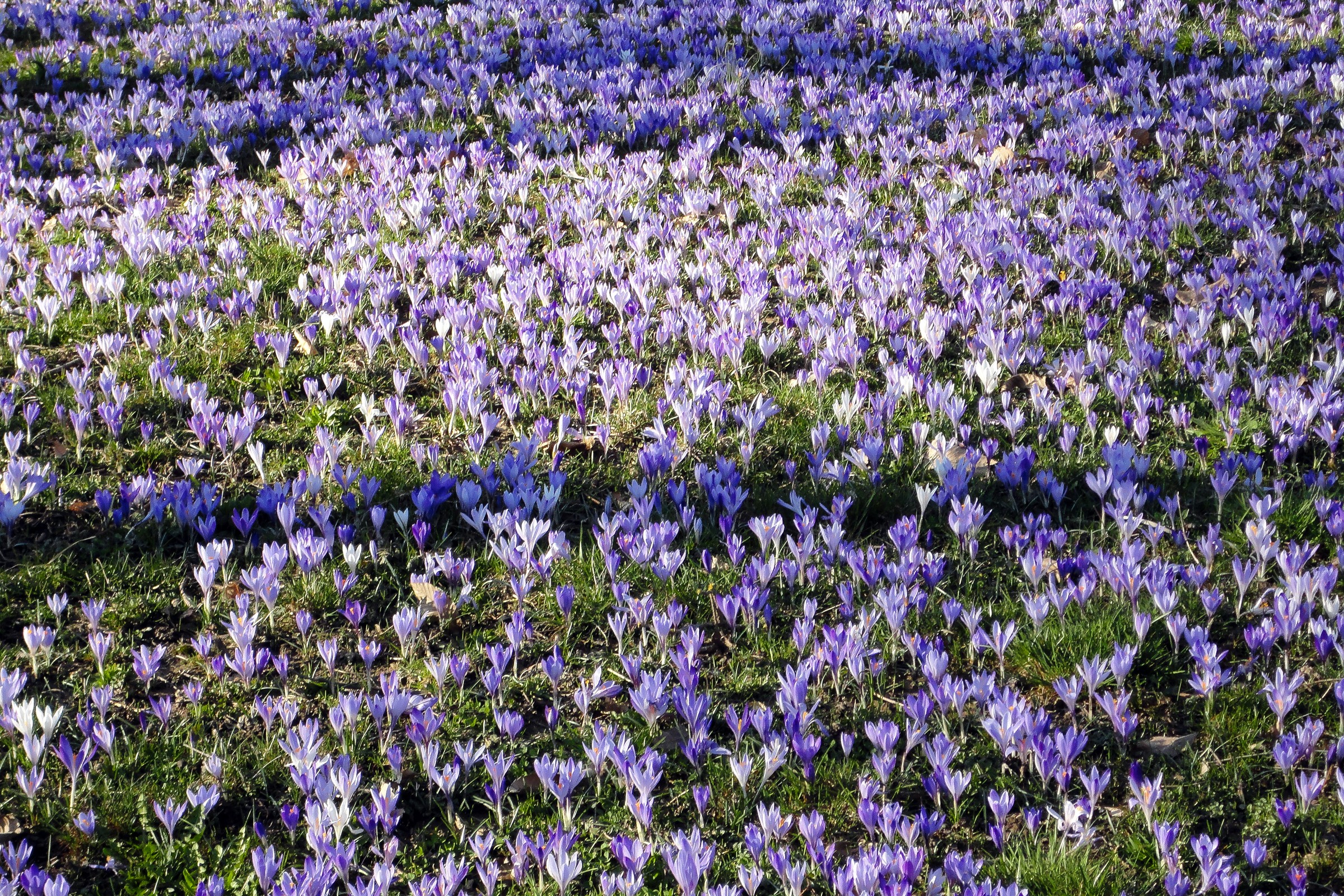 A field of purple and white crocuses in bloom HD Wallpaper
