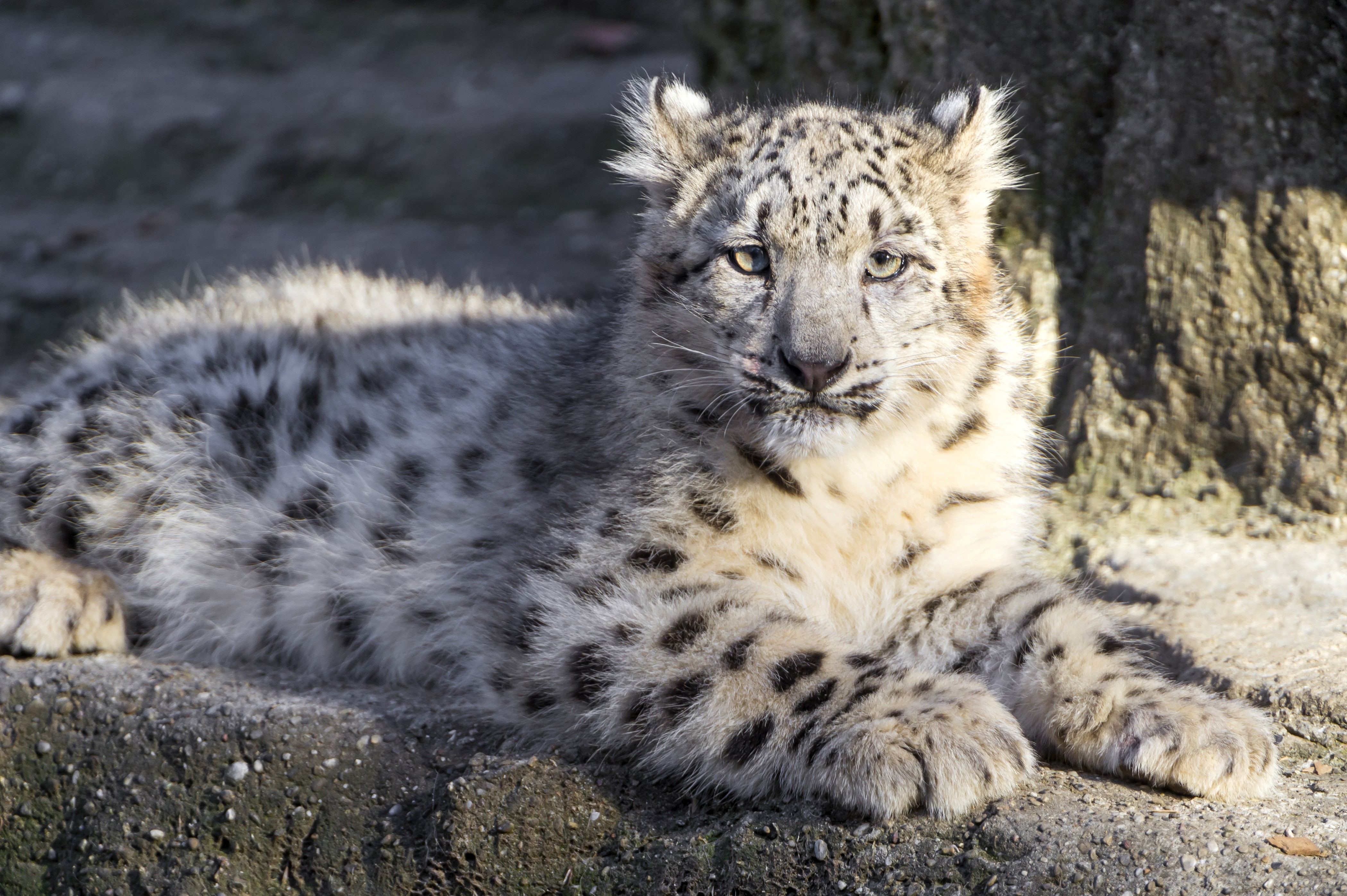 Snow leopard cub lying on rocks HD Wallpaper