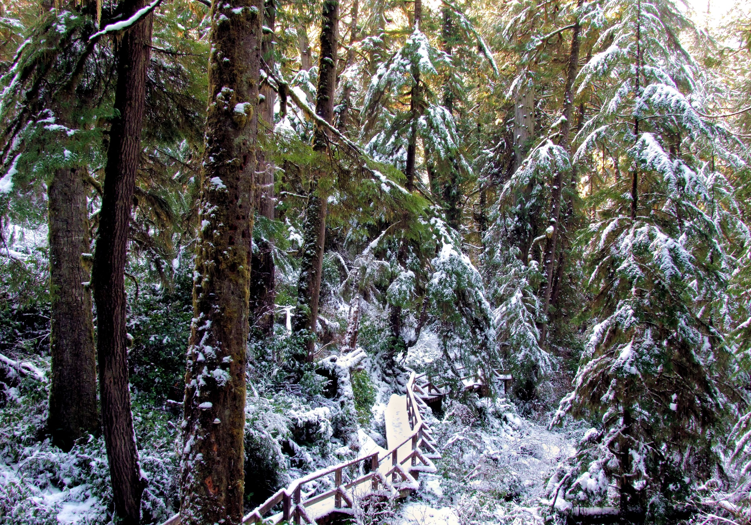 Snowy forest with wooden boardwalk in Ucluelet, Canada HD Wallpaper