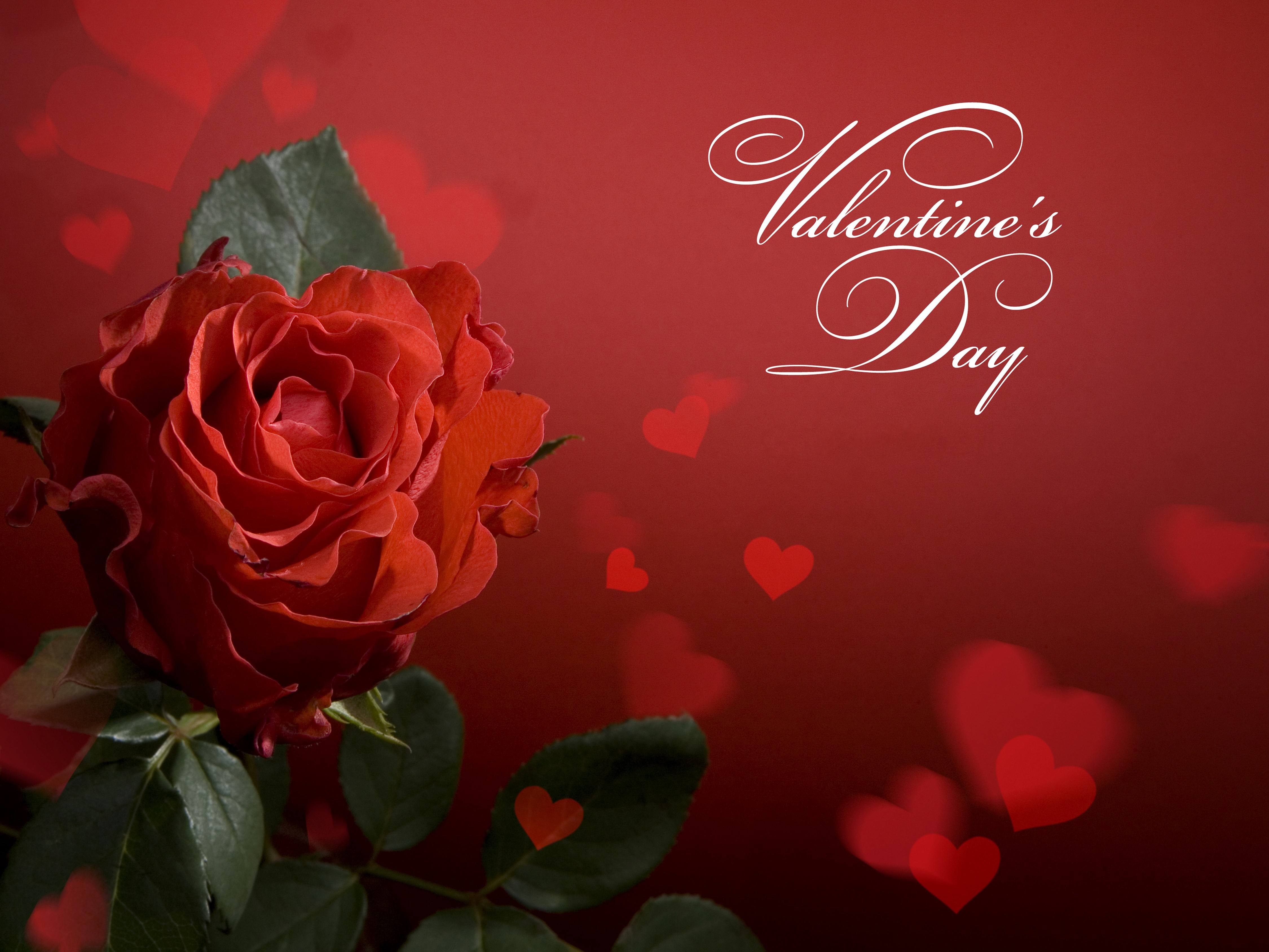 Valentine's Day Red Rose with Hearts HD Wallpaper
