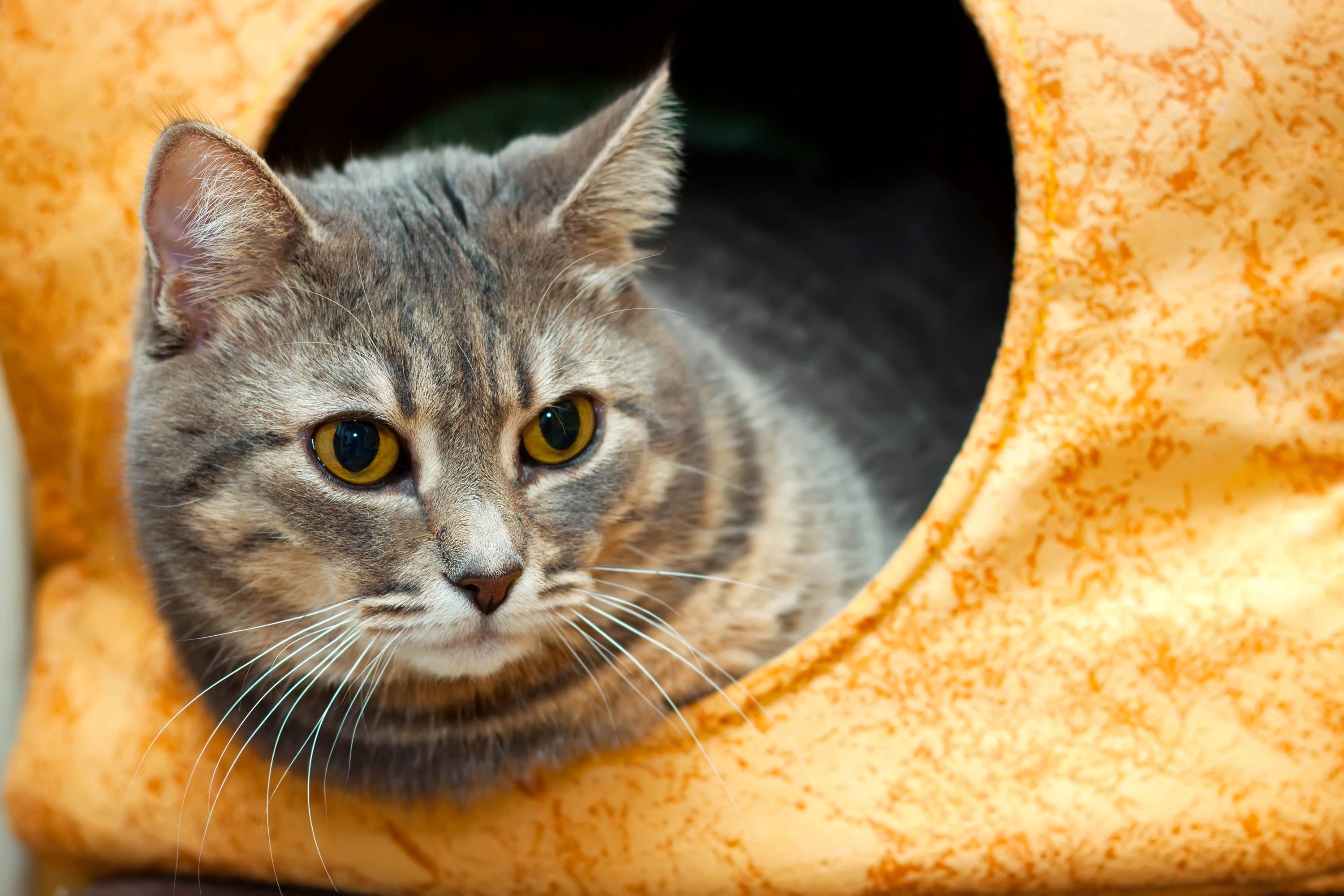 A tabby cat peeking out of a cat bed HD Wallpaper