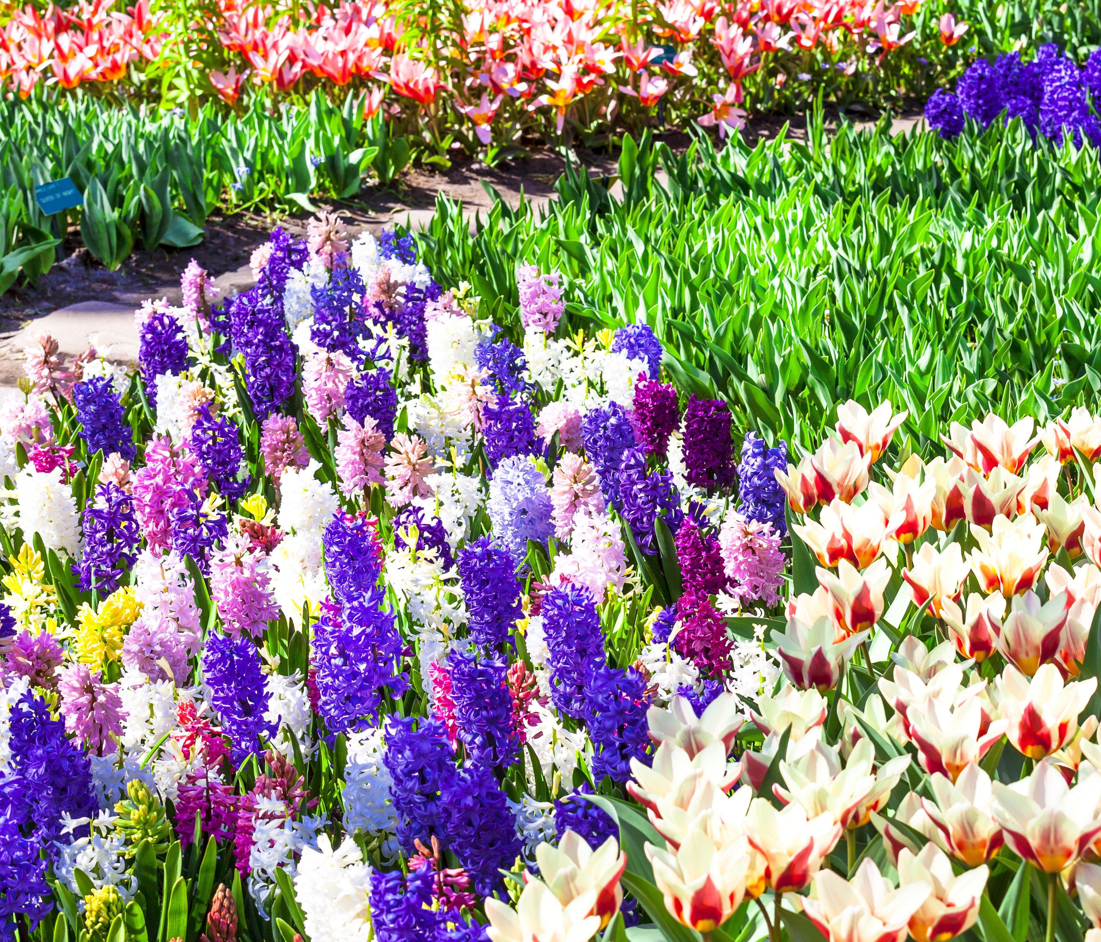 Hyacinths and Tulips at Keukenhof Gardens, Netherlands HD Wallpaper