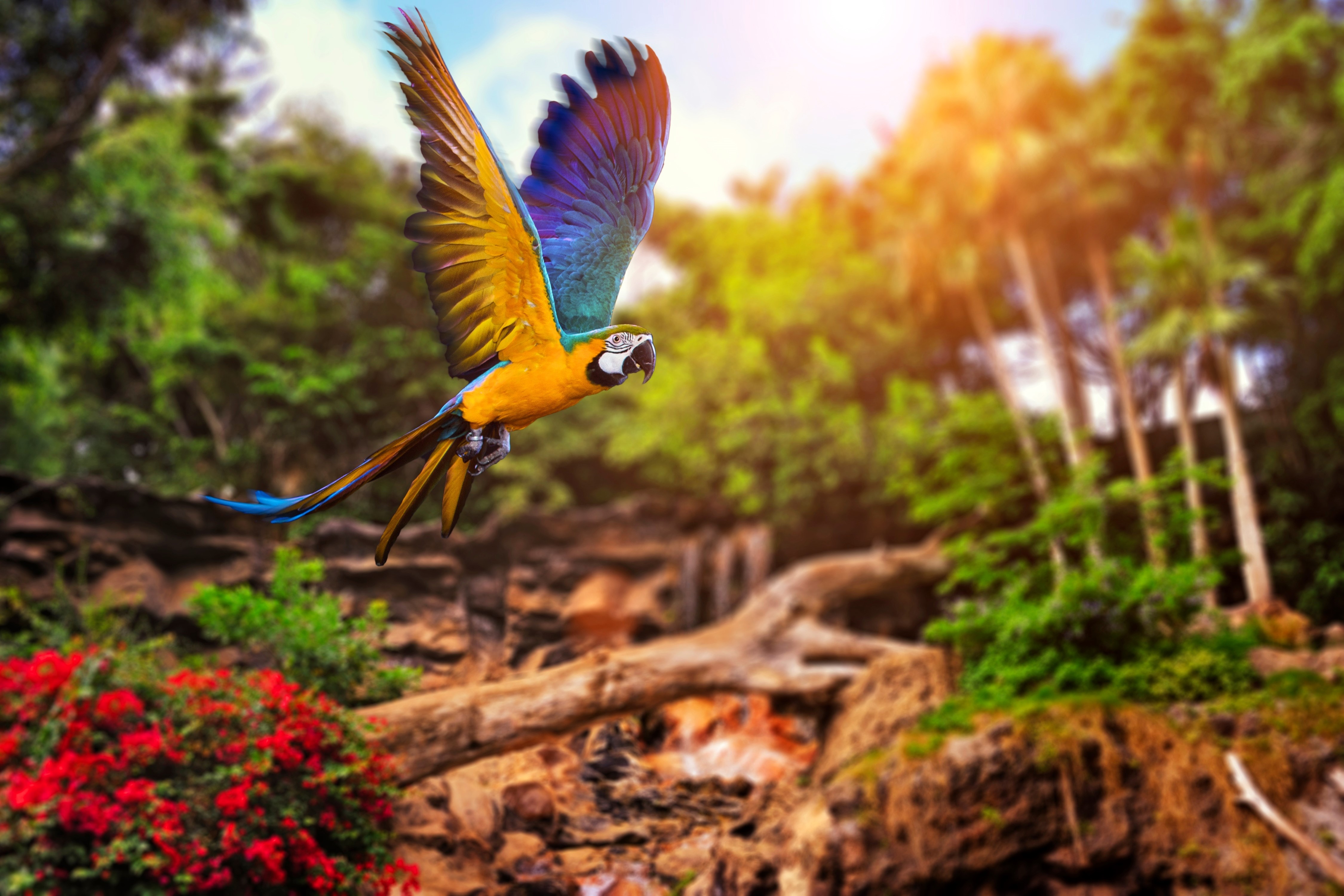 Blue-and-yellow Macaw flying in a jungle HD Wallpaper