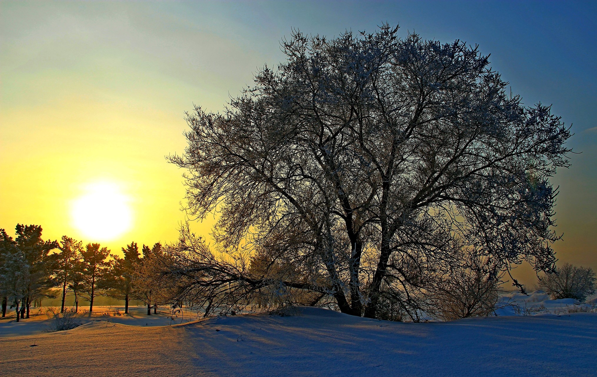 Winter sunrise over snow-covered landscape with trees HD Wallpaper